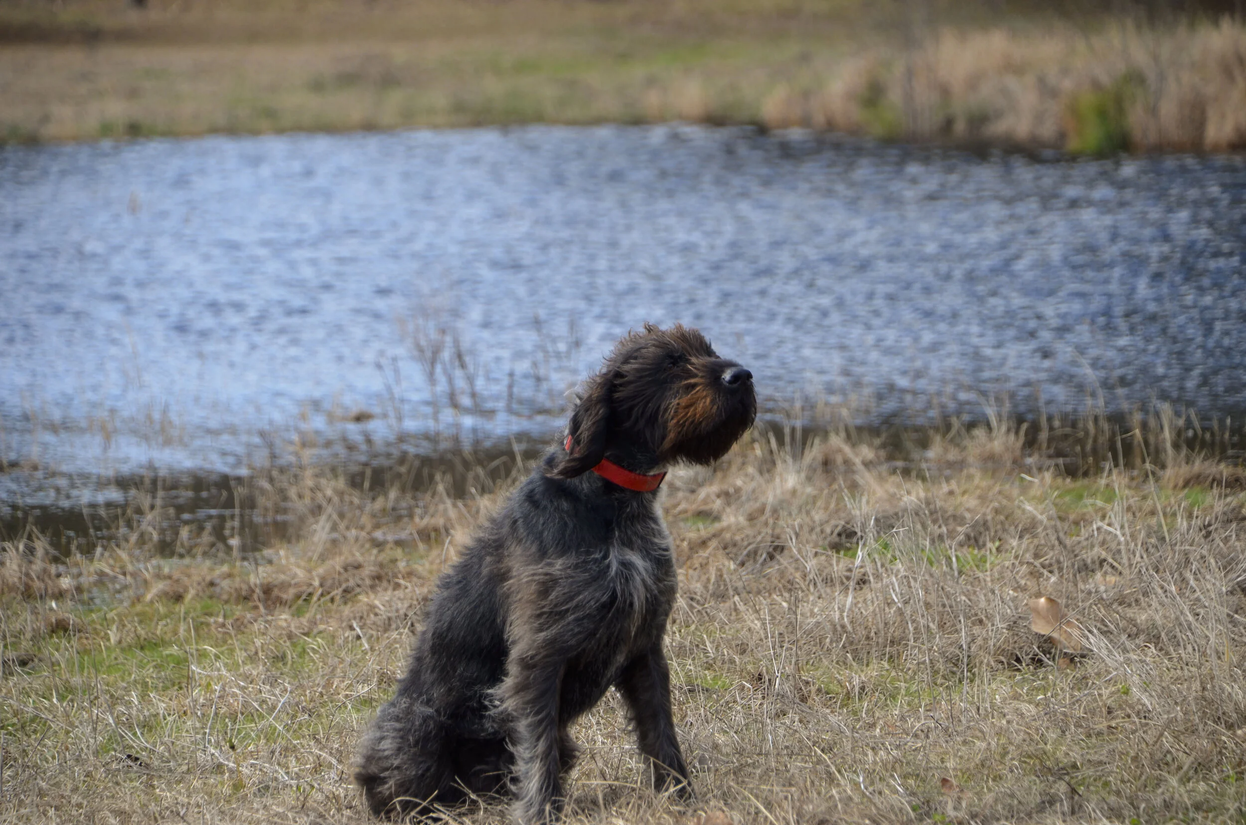 Love Farm Dog Photos_DLucas_020_1.JPG