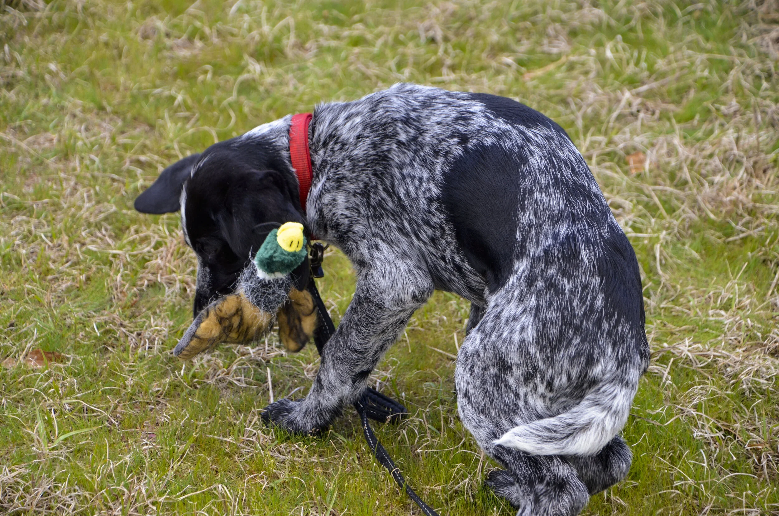 Love Farm Dog Photos_DLucas_267_1.JPG