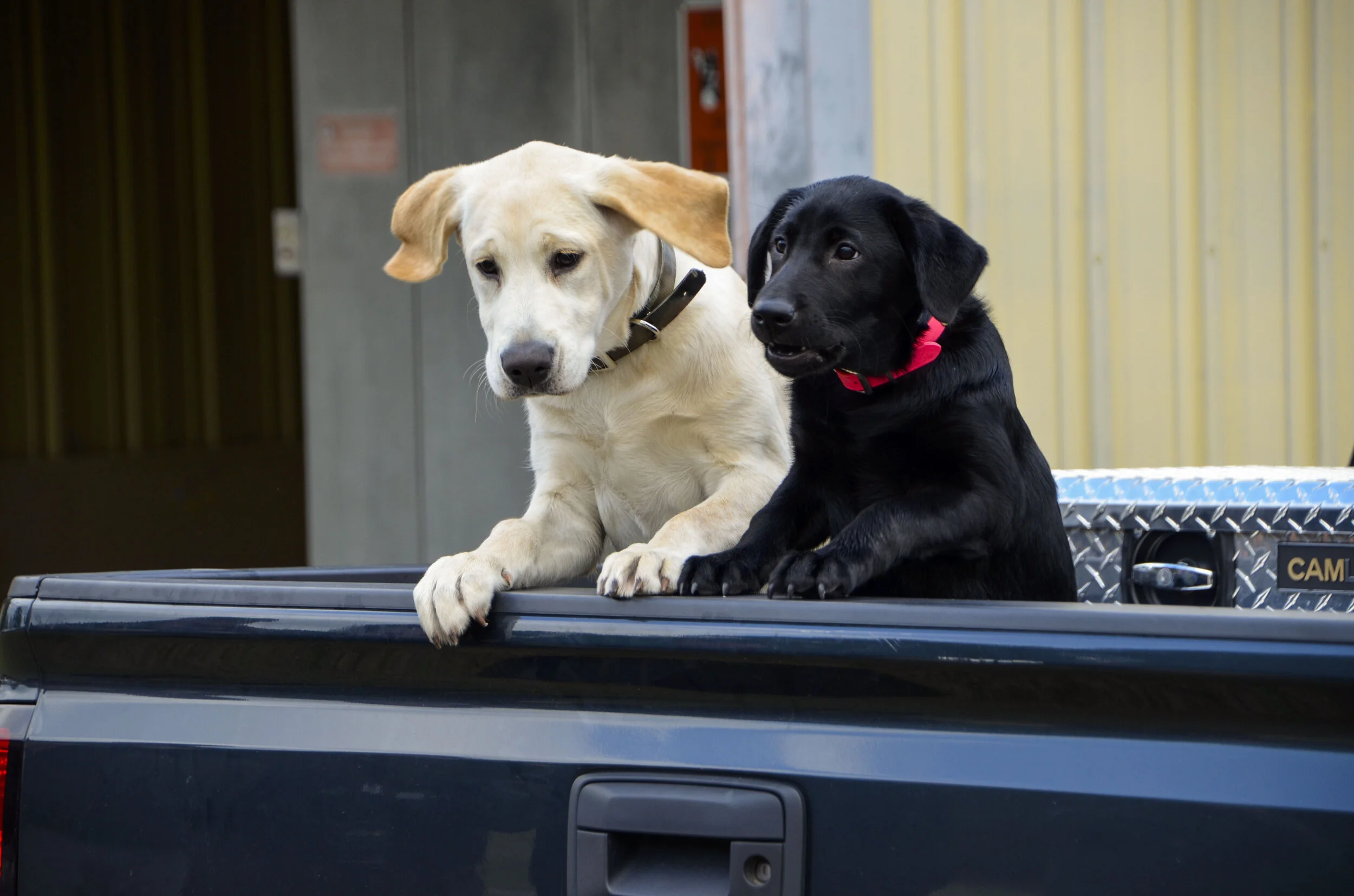 Love Farm Dog Photos_DLucas_276_1.JPG