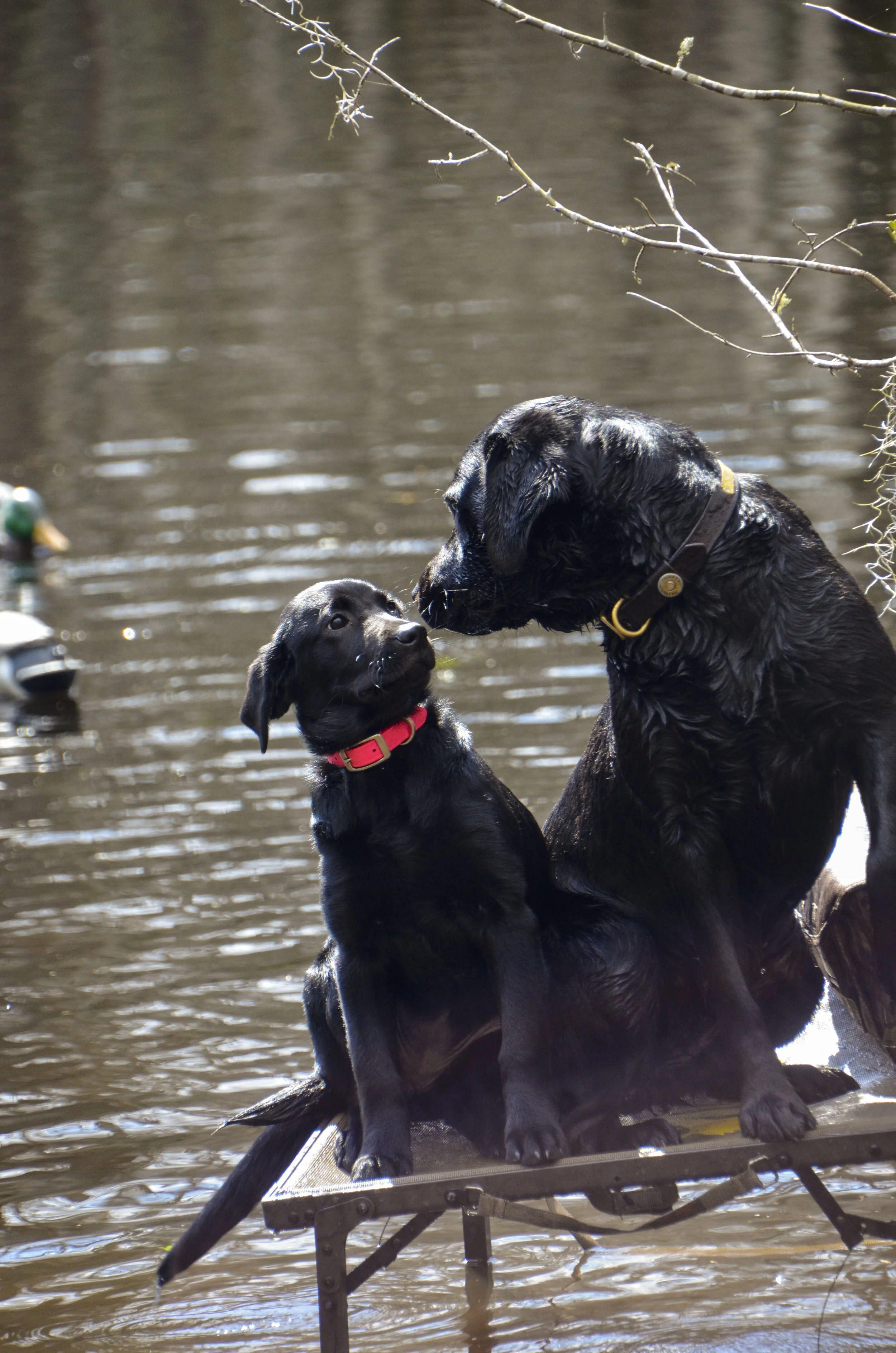 Love Farm Dog Photos_DLucas_420_1.JPG