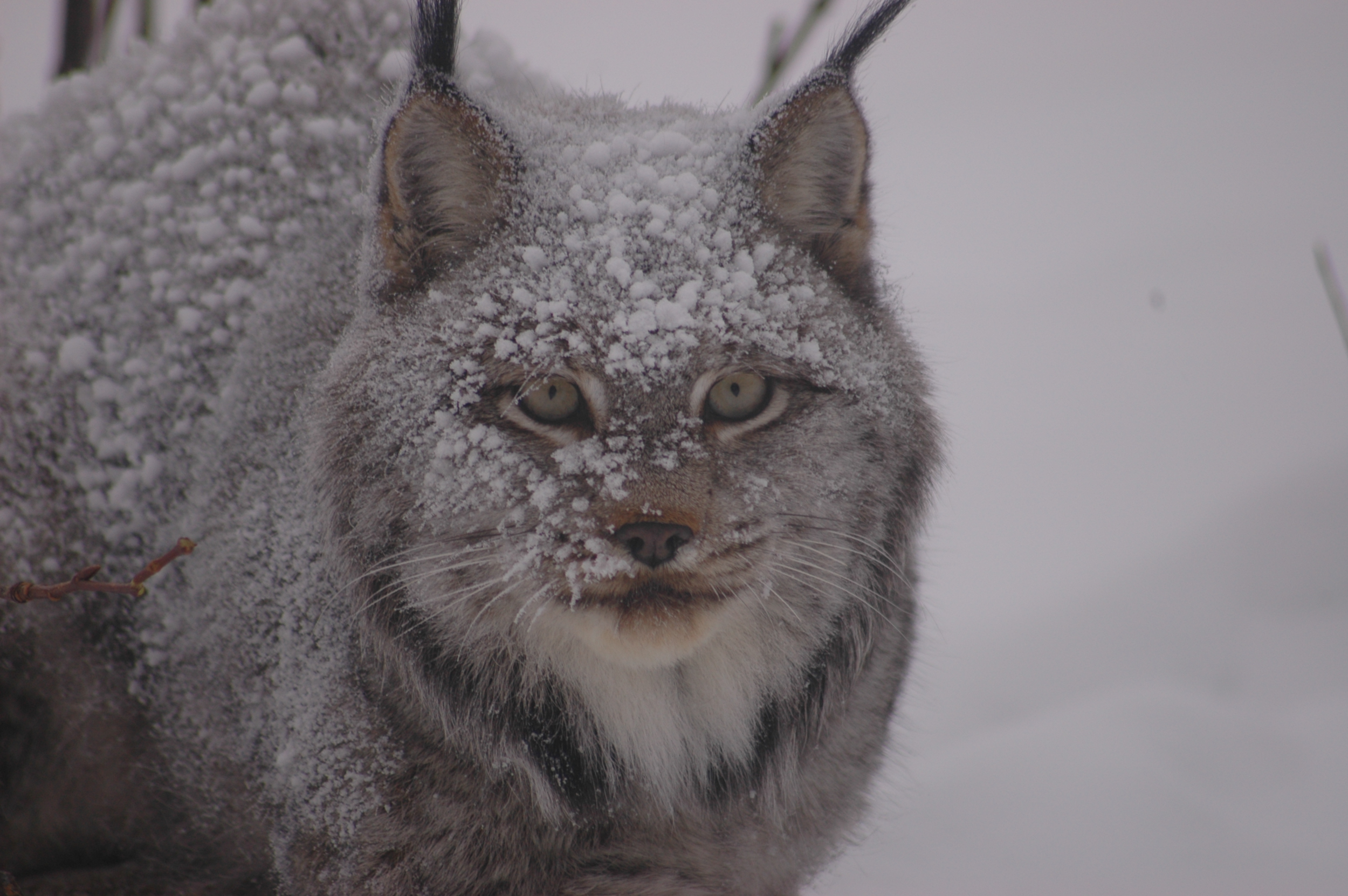 Lynx closeup.png