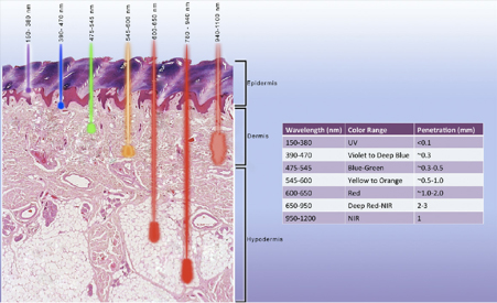 Red light and near-infrared wavelengths penetrate deepest into the head and body