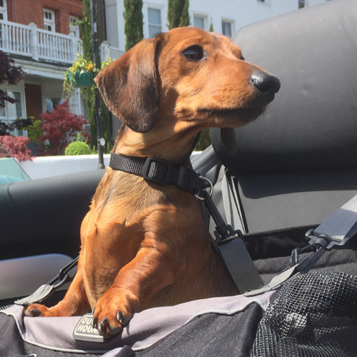 Hazel’s dog Beau, friend of Rupert’s dog Buster