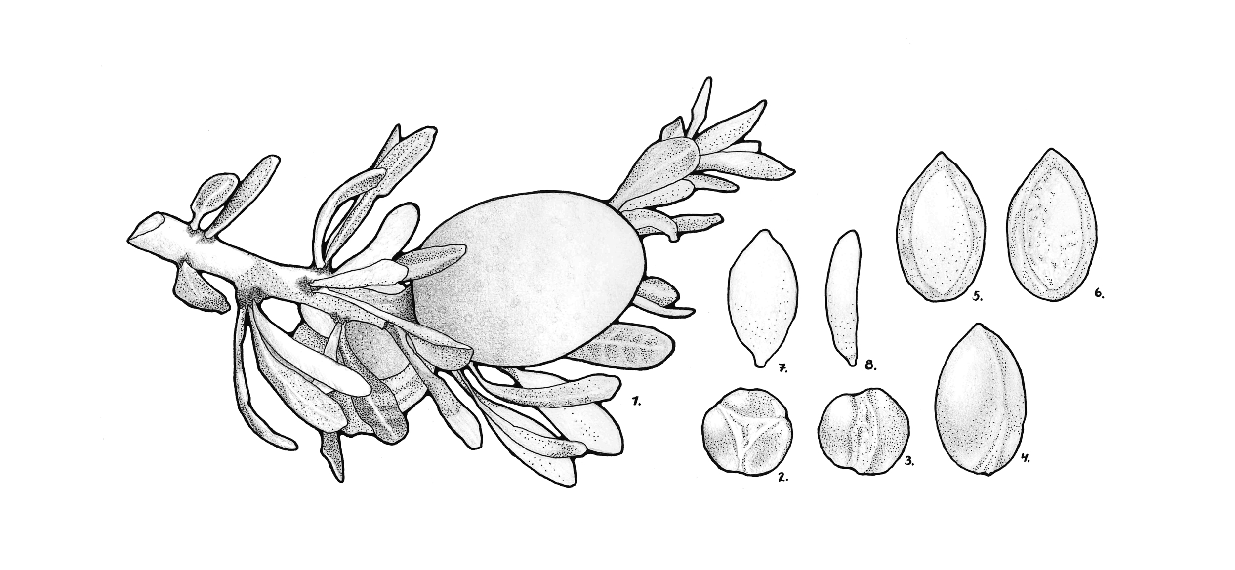 Argania spinosa (Argan)