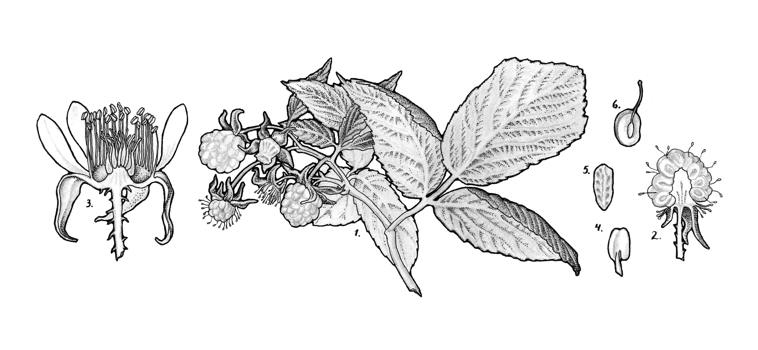 Rubus idaeus (red raspberry)