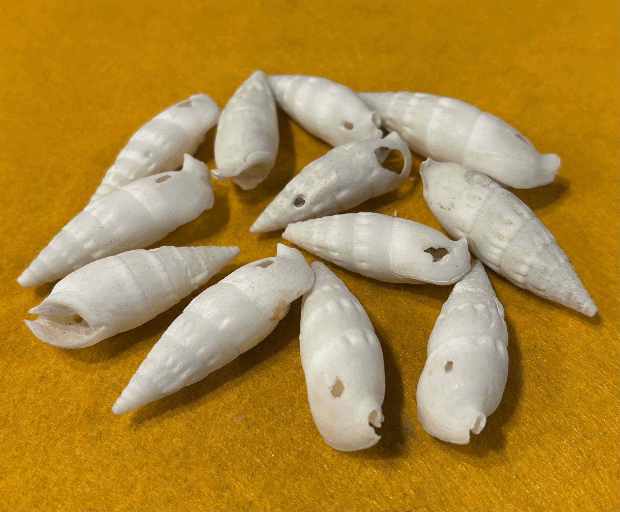 Ivory Shell Bead