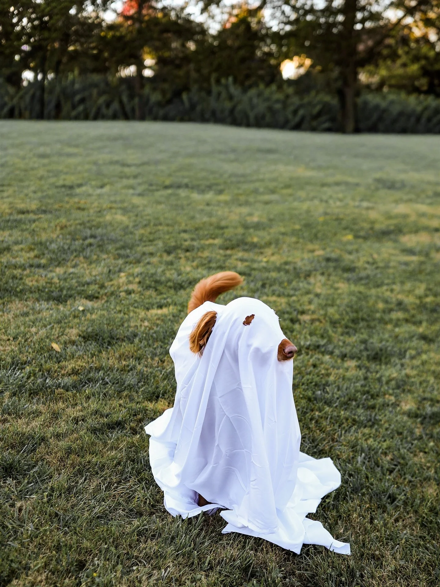 The Doodlebops are feeling a little haunted!!!

Happy Hallo-doodle! #amycolephoto