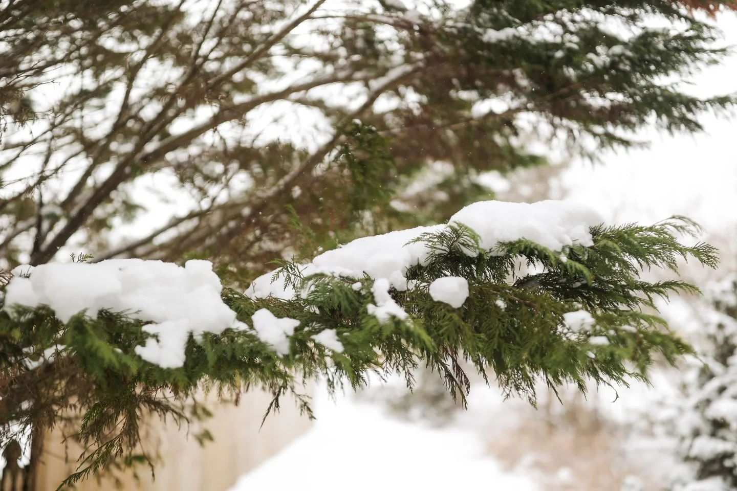Summer people get their fun for months&hellip;

I get snowy days maybe a couple days a year.

And so I love to soak it up. I almost get depressed when it leaves. I wish it wouldn&rsquo;t melt so fast and I honestly day dream about it all year until i