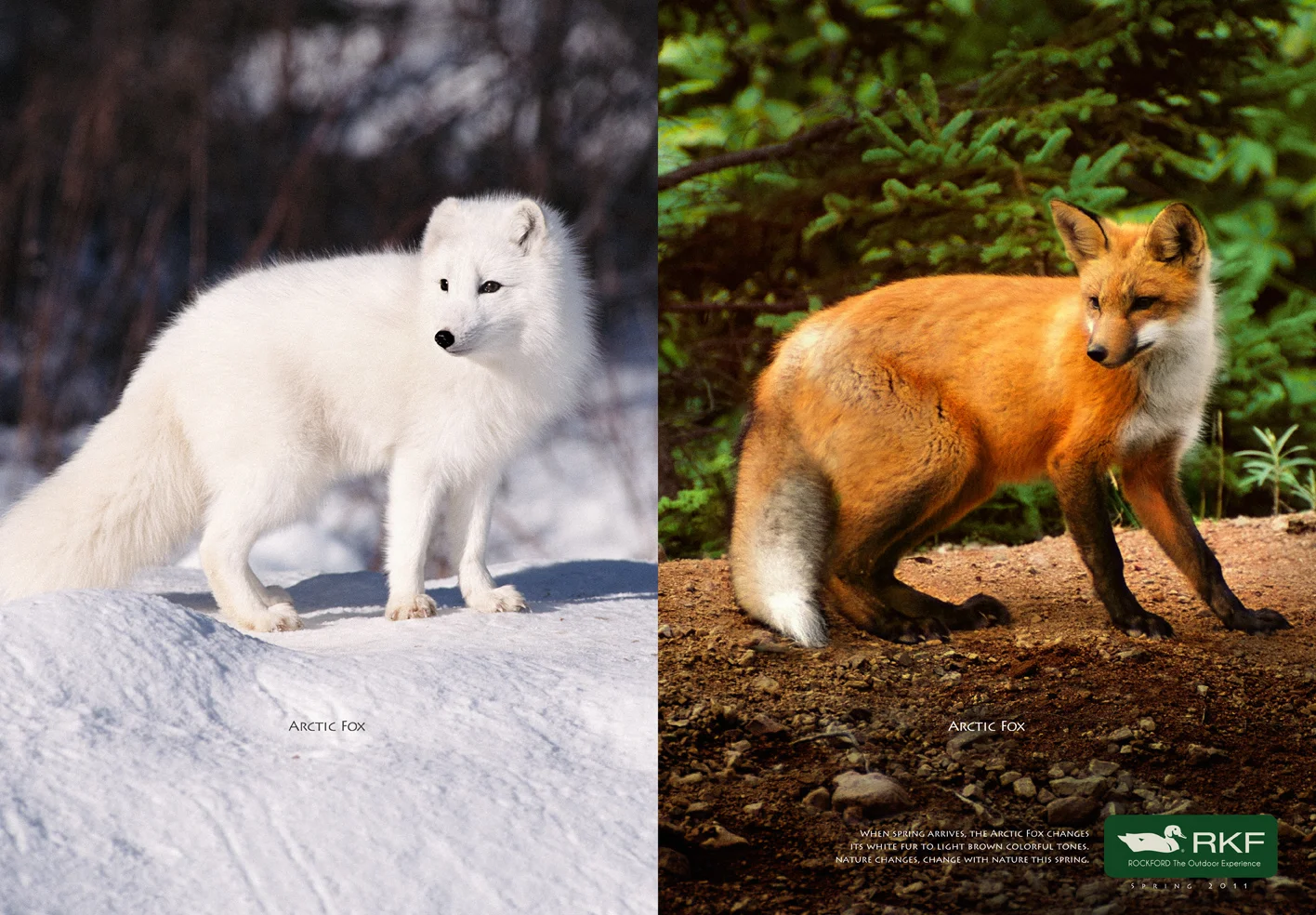 arctic_fox_eng.jpg