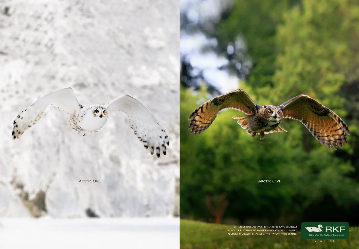 arctic_owl_eng.jpg