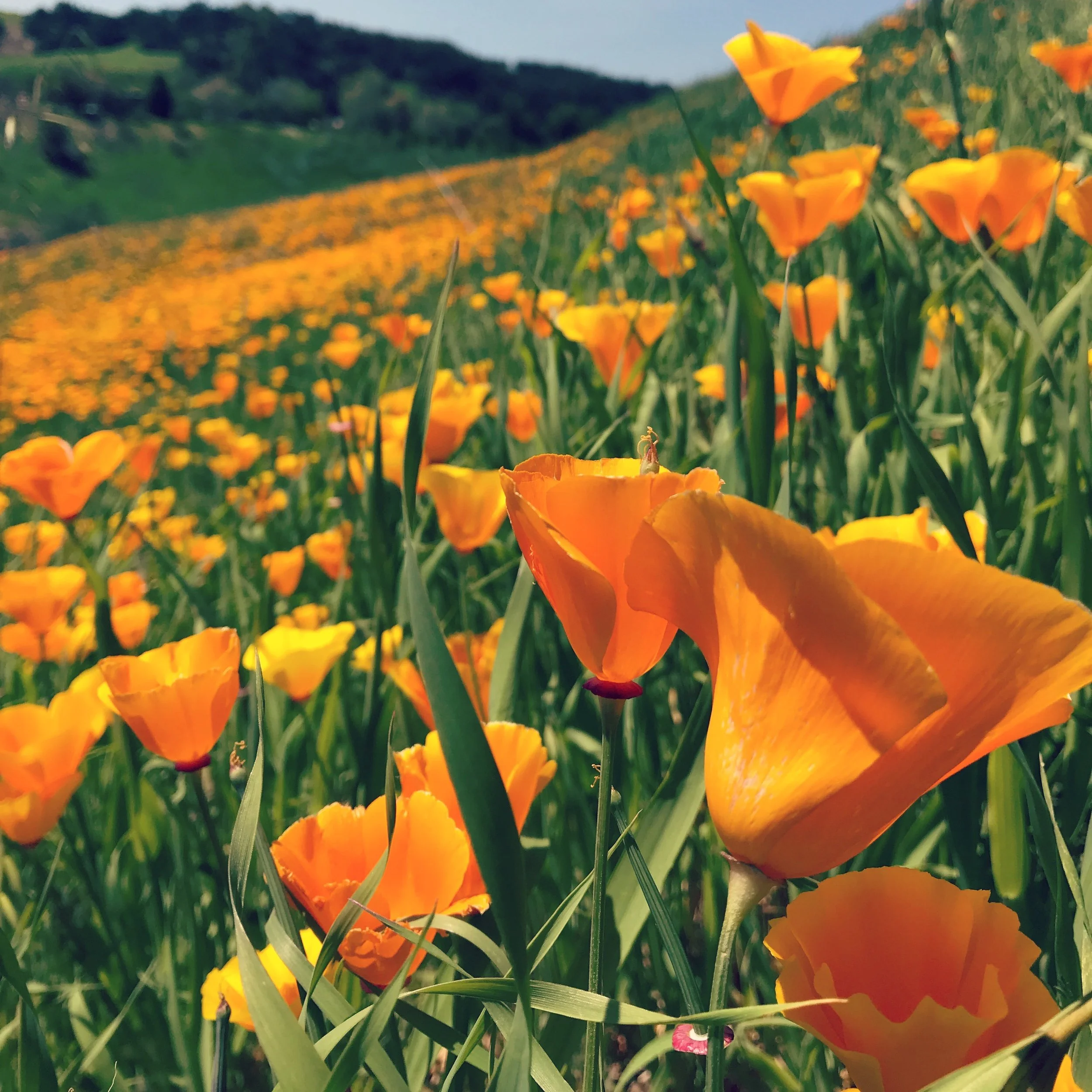 Close-up view of orange poppy flowers in a field with rolling hills in the background under a partly cloudy sky.