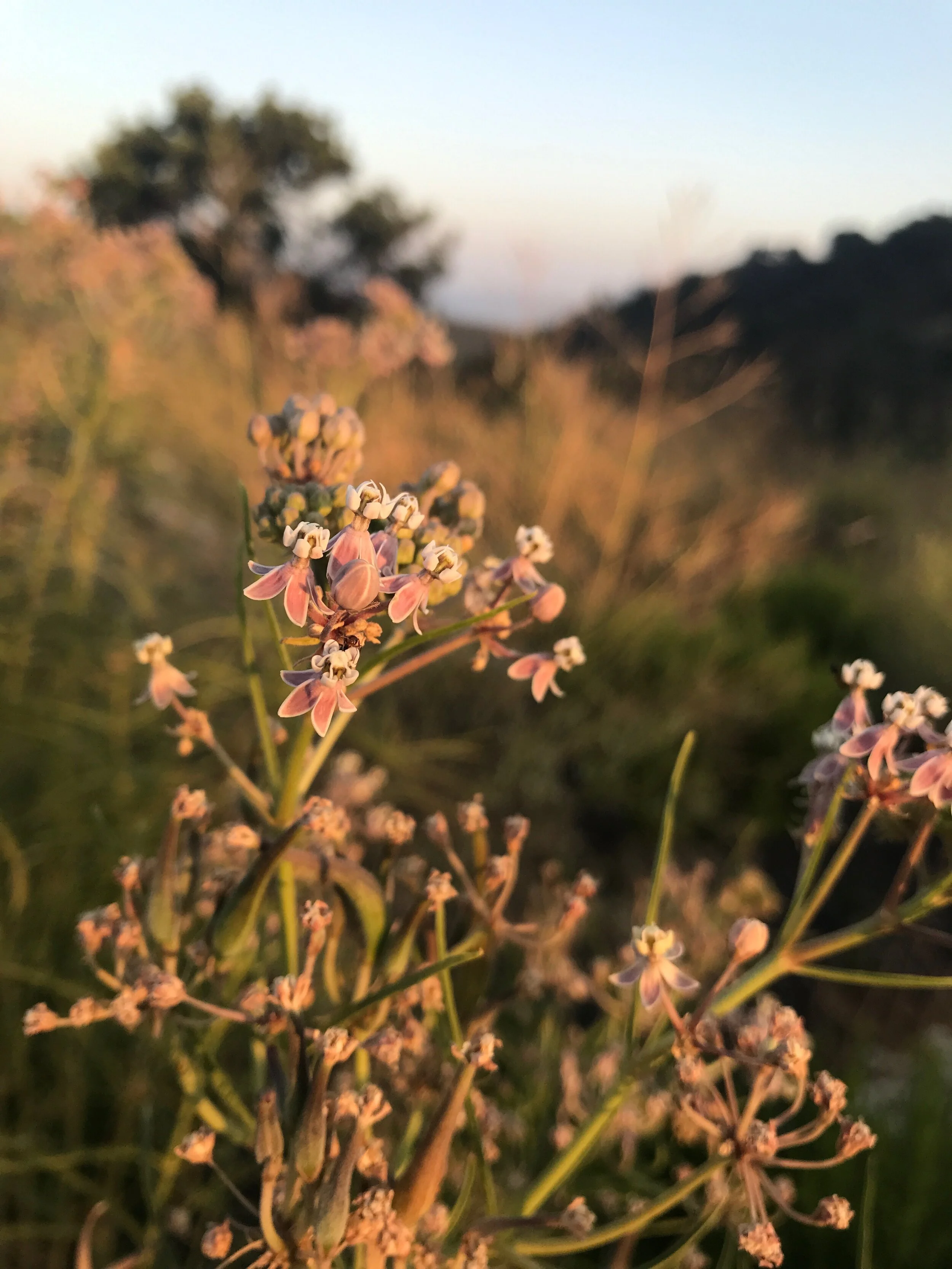 Close-up of a flowering plant with pink and white flowers, with a blurred background of trees and a sky at sunset.