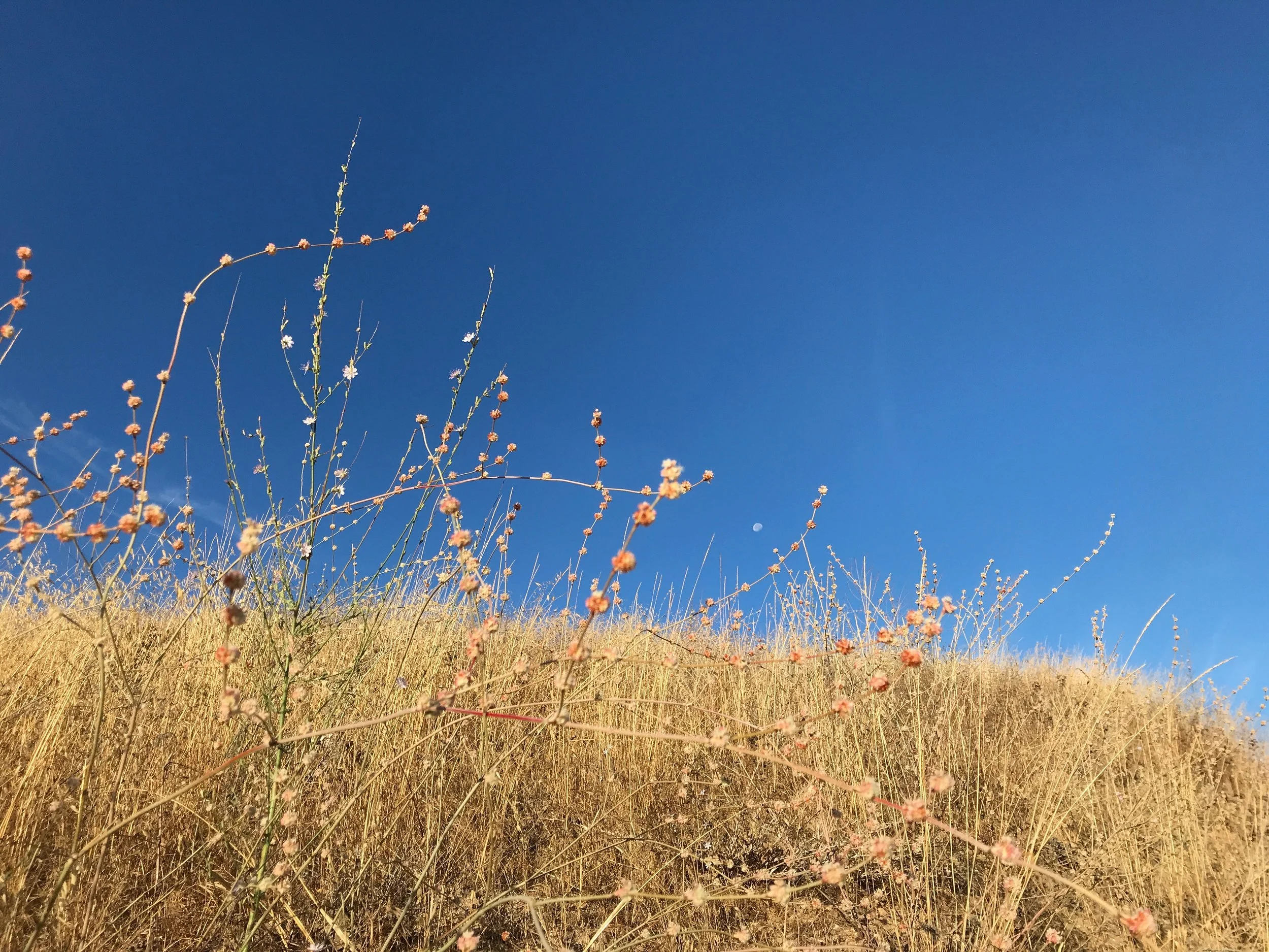 A field of dry grass with sparse small plants and flowers under a clear blue sky, with the moon visible in the distance.