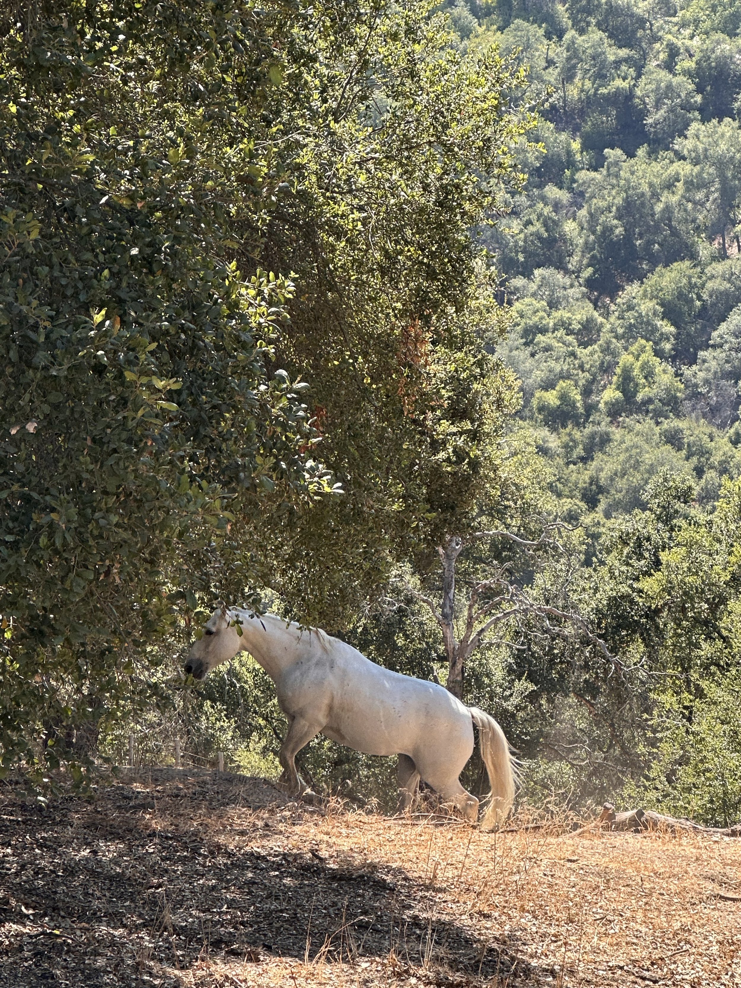 Perla the horse in the Oaks