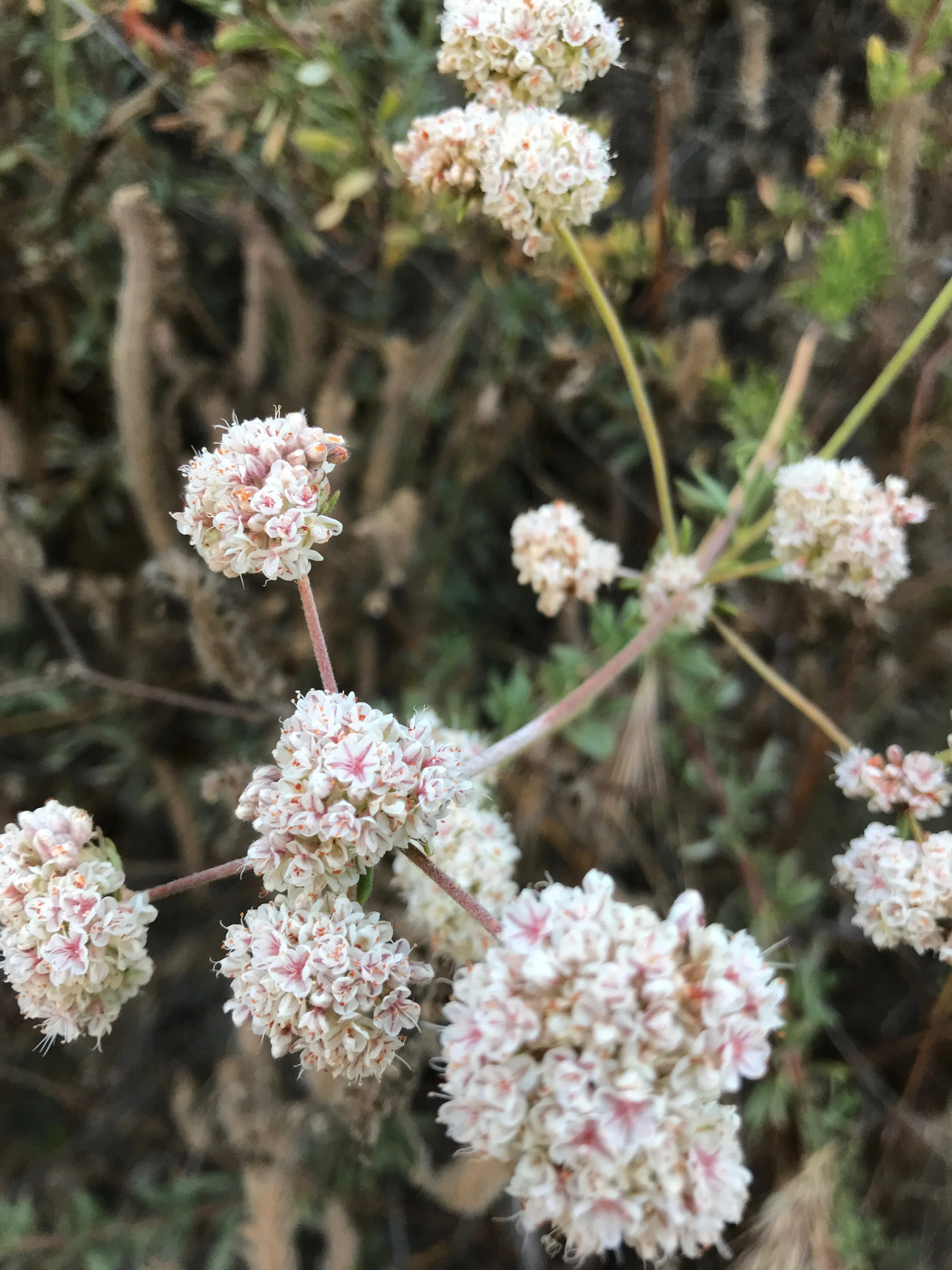 Close-up of small white and pink clustered flowers on thin stems, growing in natural outdoor setting.