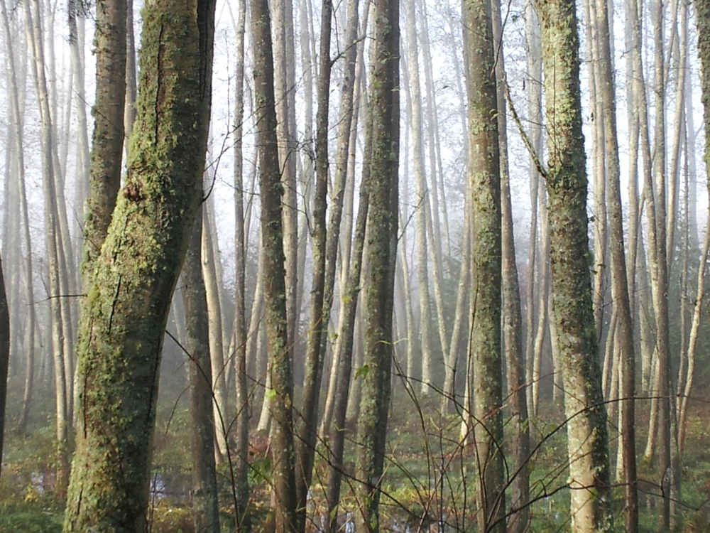 whidbeyisland-3.jpg