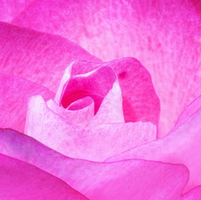 The Pink Rose 💕🌸✨ I see your soft petal,
Gently dance on the wind.
A dew drop traces down
Like the teardrop that streams down my face.
Your beauty,
Your Softness,
Your sweetness
Always entices Joy.

The moment I see a pink rose
Dance upon the wind,