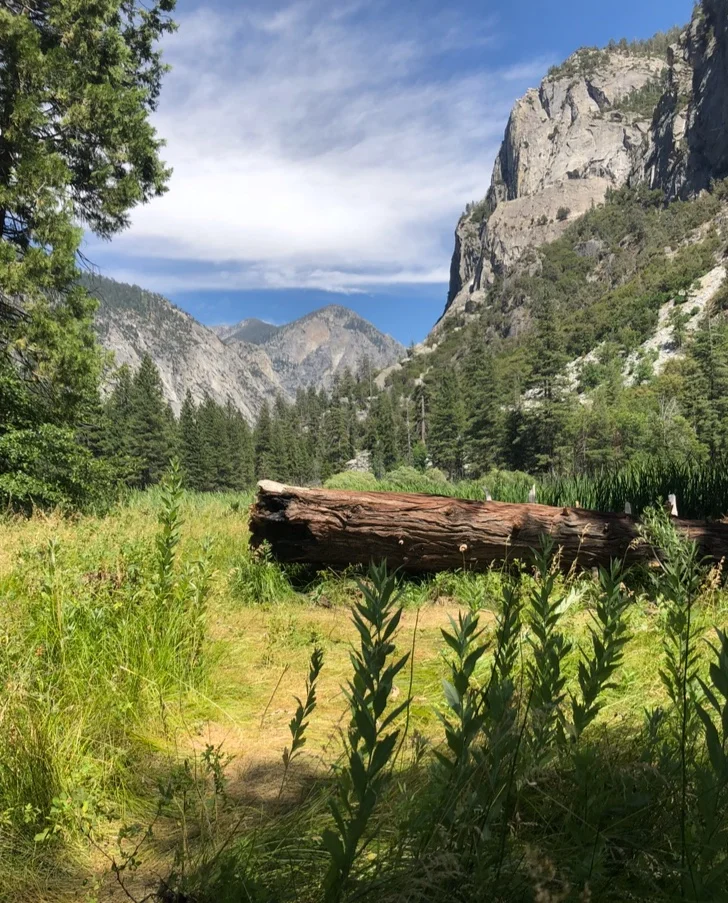 A meadow in a canyon, in Kings Canyon National Park.