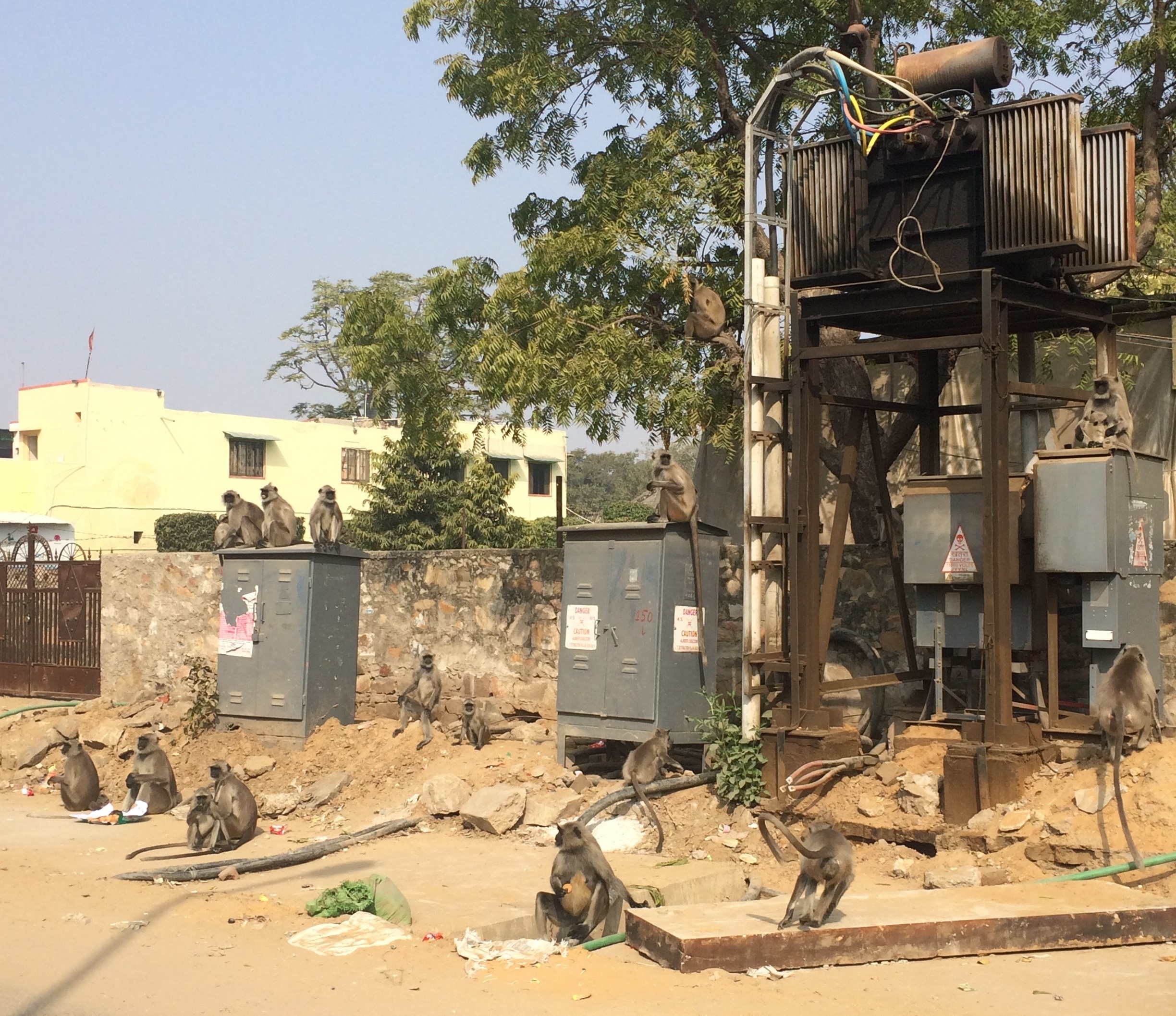 A barrel of monkeys posing on a transformer in Jaipur.