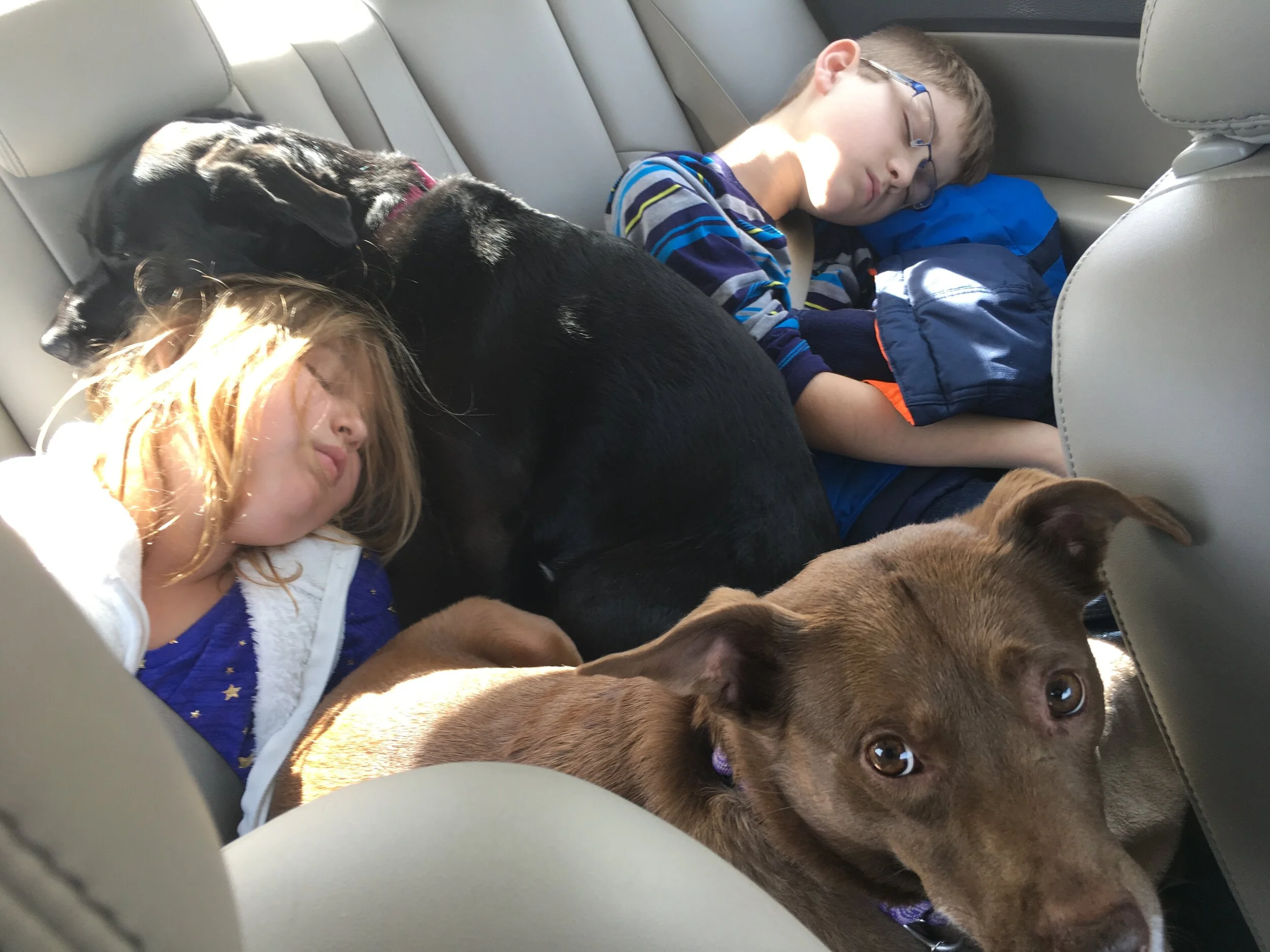 Road trips almost always include Posie and Sheba