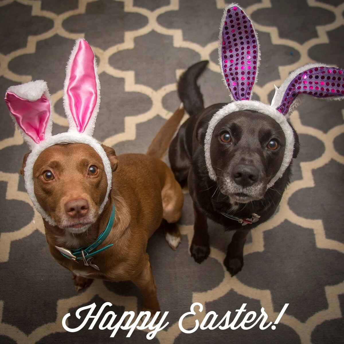 Posie and Sheba used to be influencer partners for Jax &amp; Bones - a luxury dog bed and toy company.