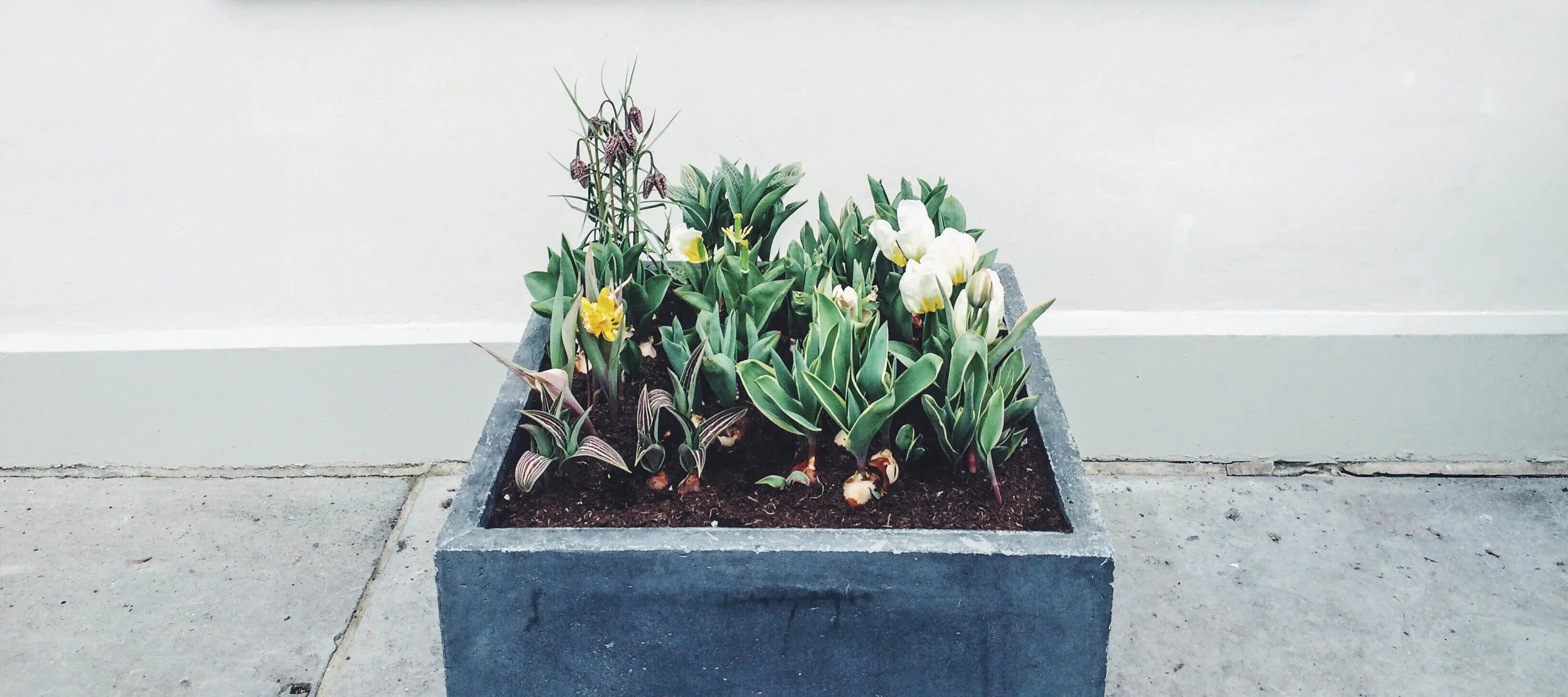 Tulips.jpg