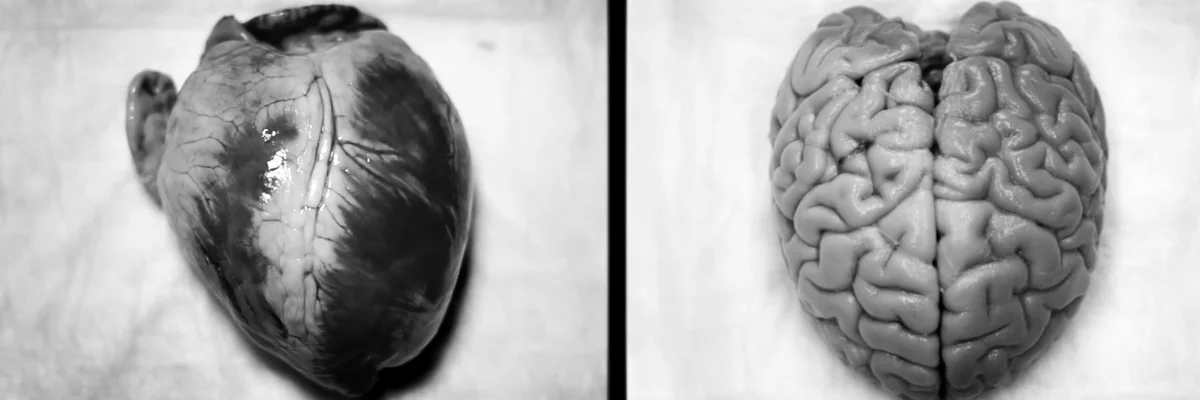 2018-06-07 - dobreathe - blog image brain heart.jpg