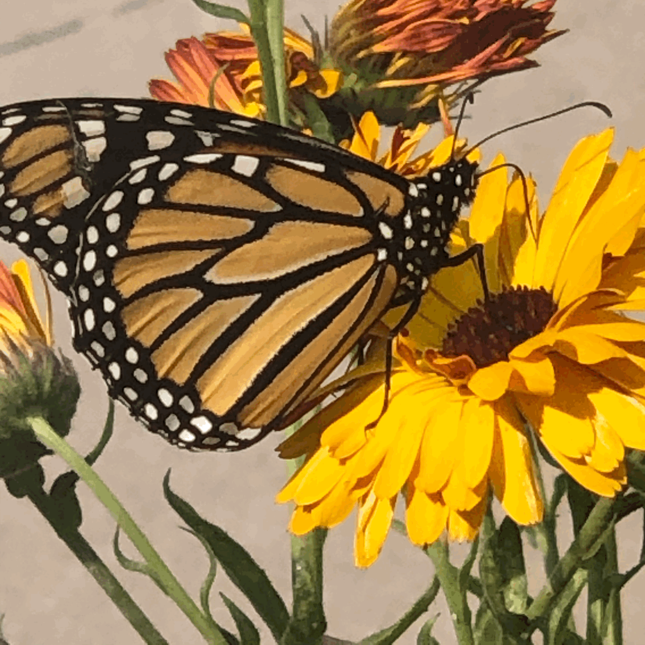 Consultation — Thoughtful Support for Real-World Challenges