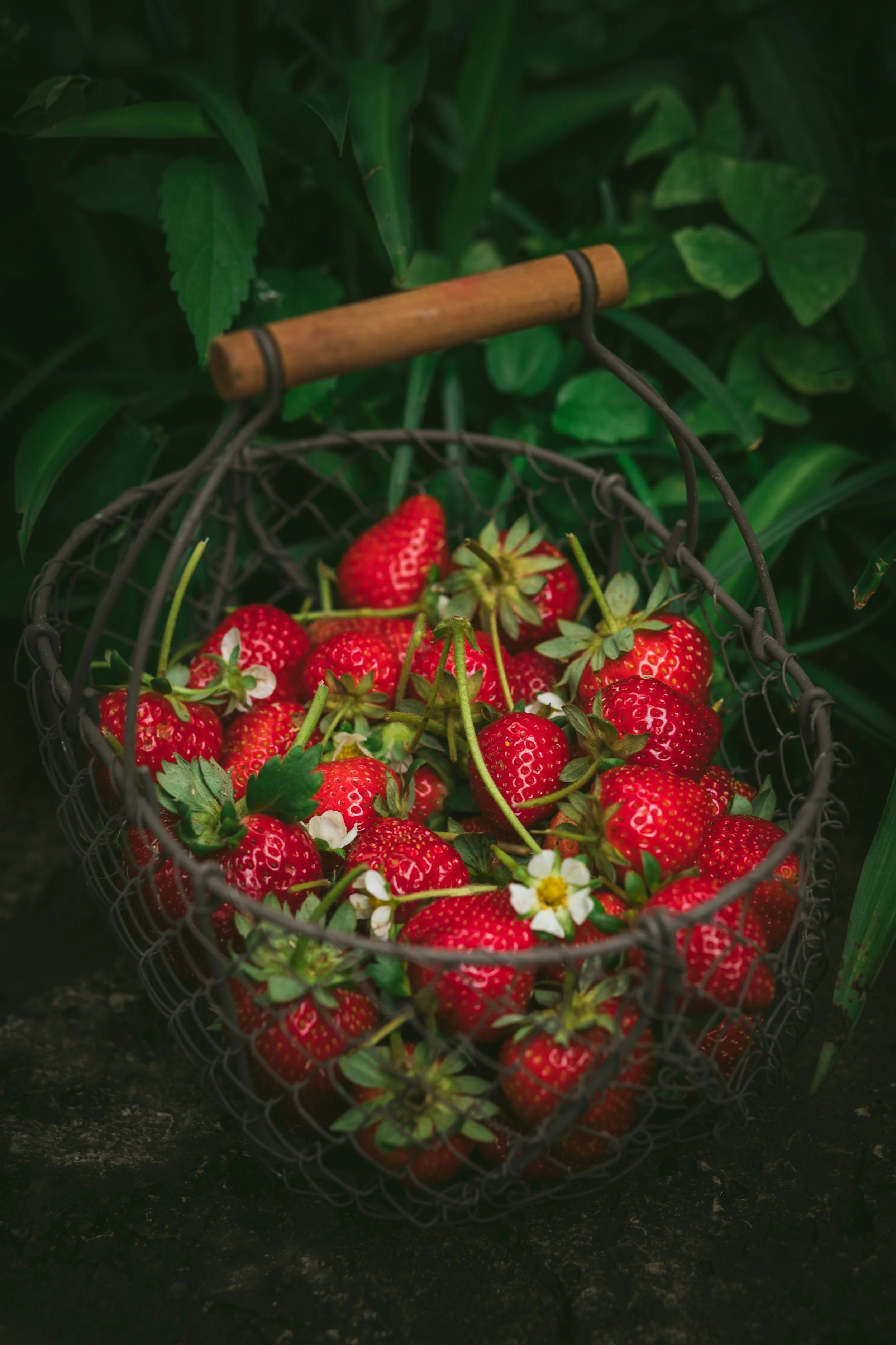 A wire basket with hood handle full of strawberries and green plants in the background