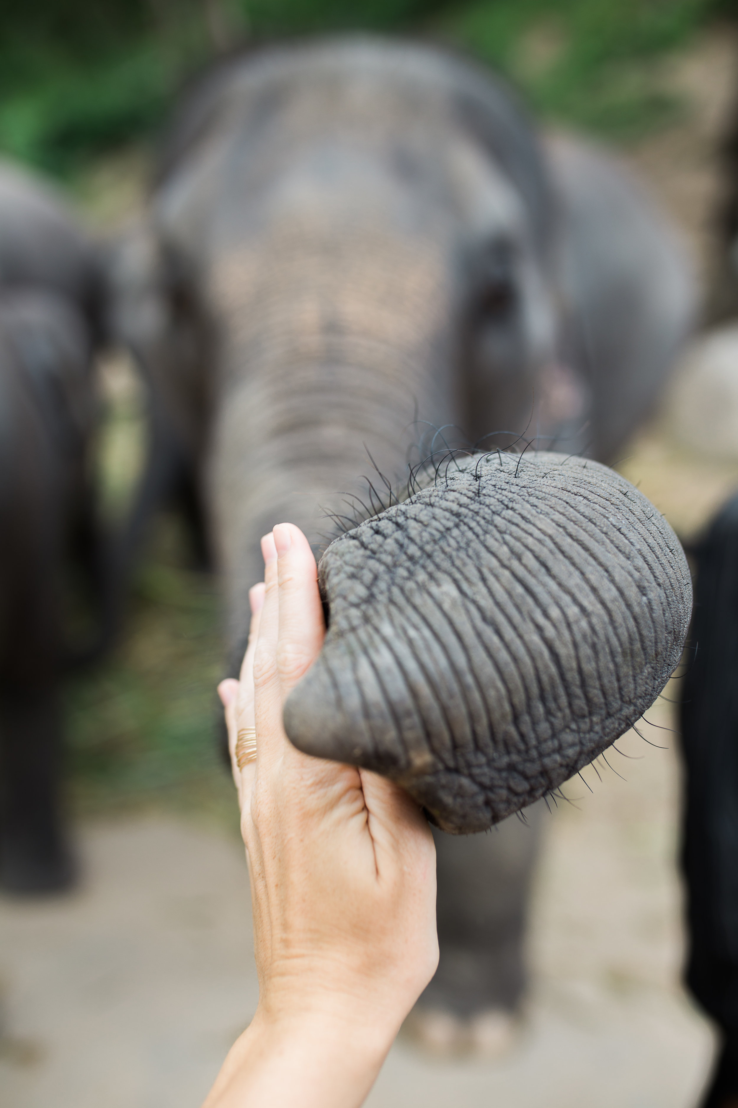 thailandelephants-17.jpg