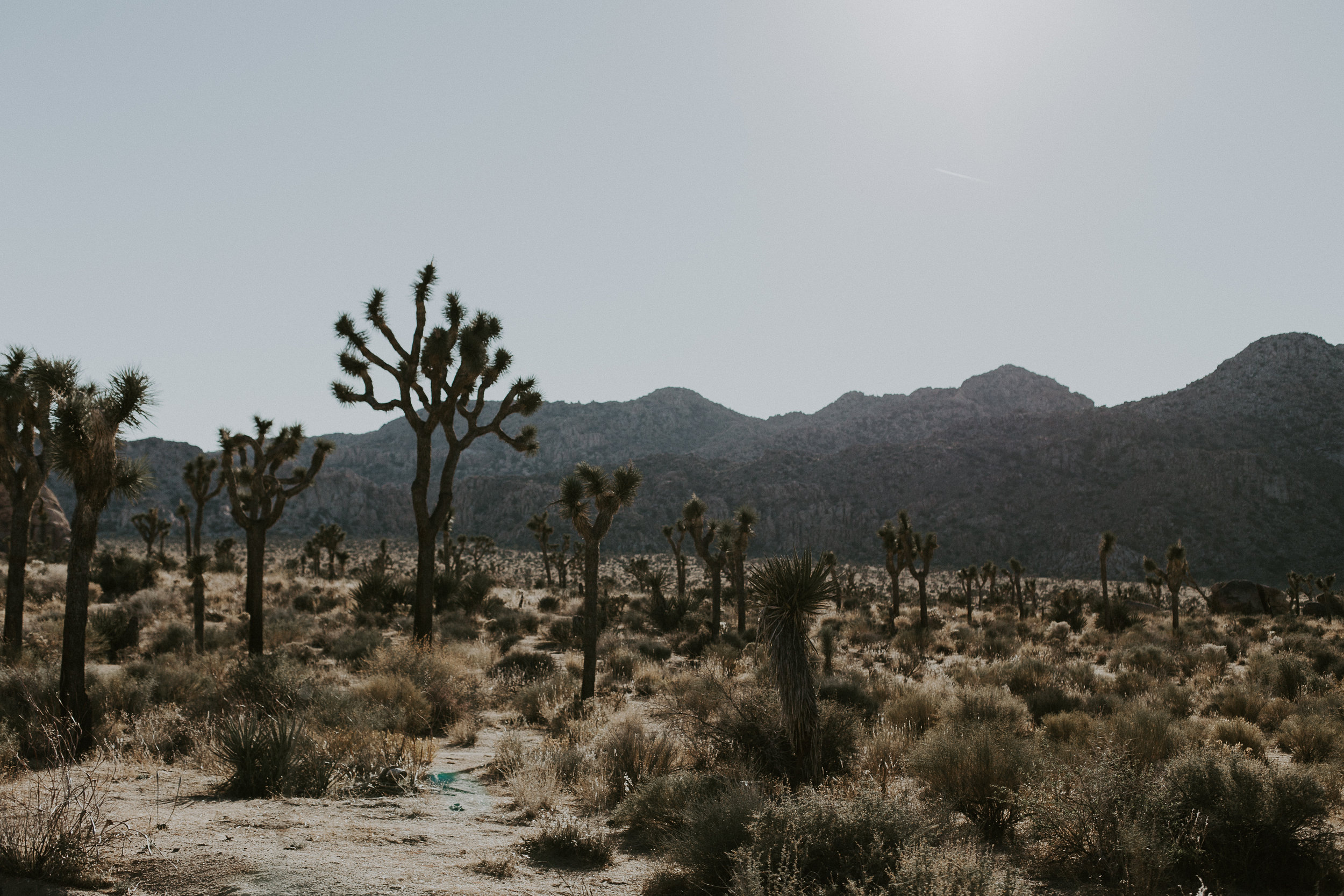 joshuatree-4.jpg