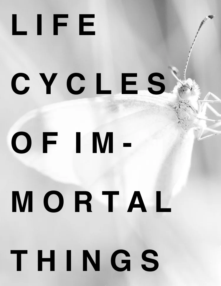 Image by Timo Vijn via Unsplash