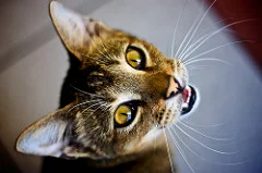 Through a Cat's Eyes