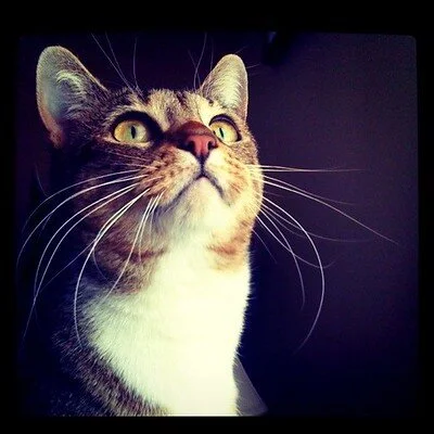 Do cats have souls?