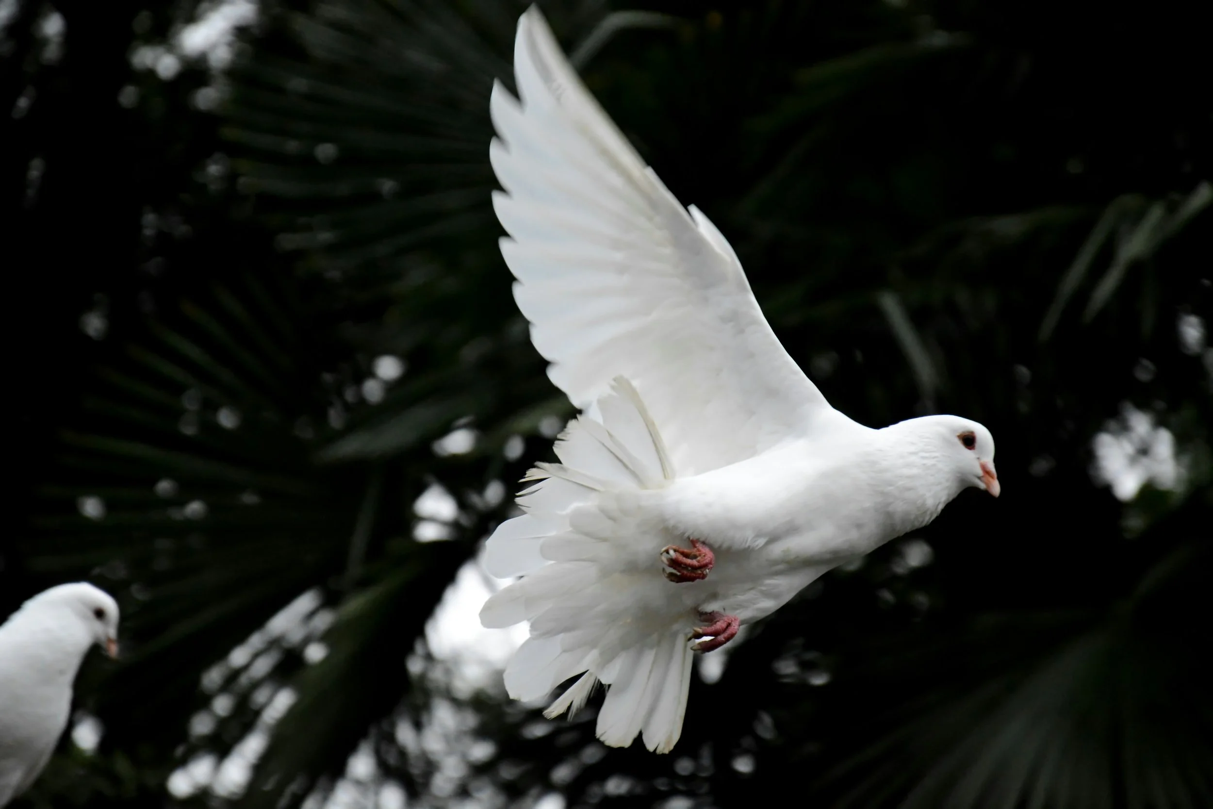 Dialogue: Peace and Justice