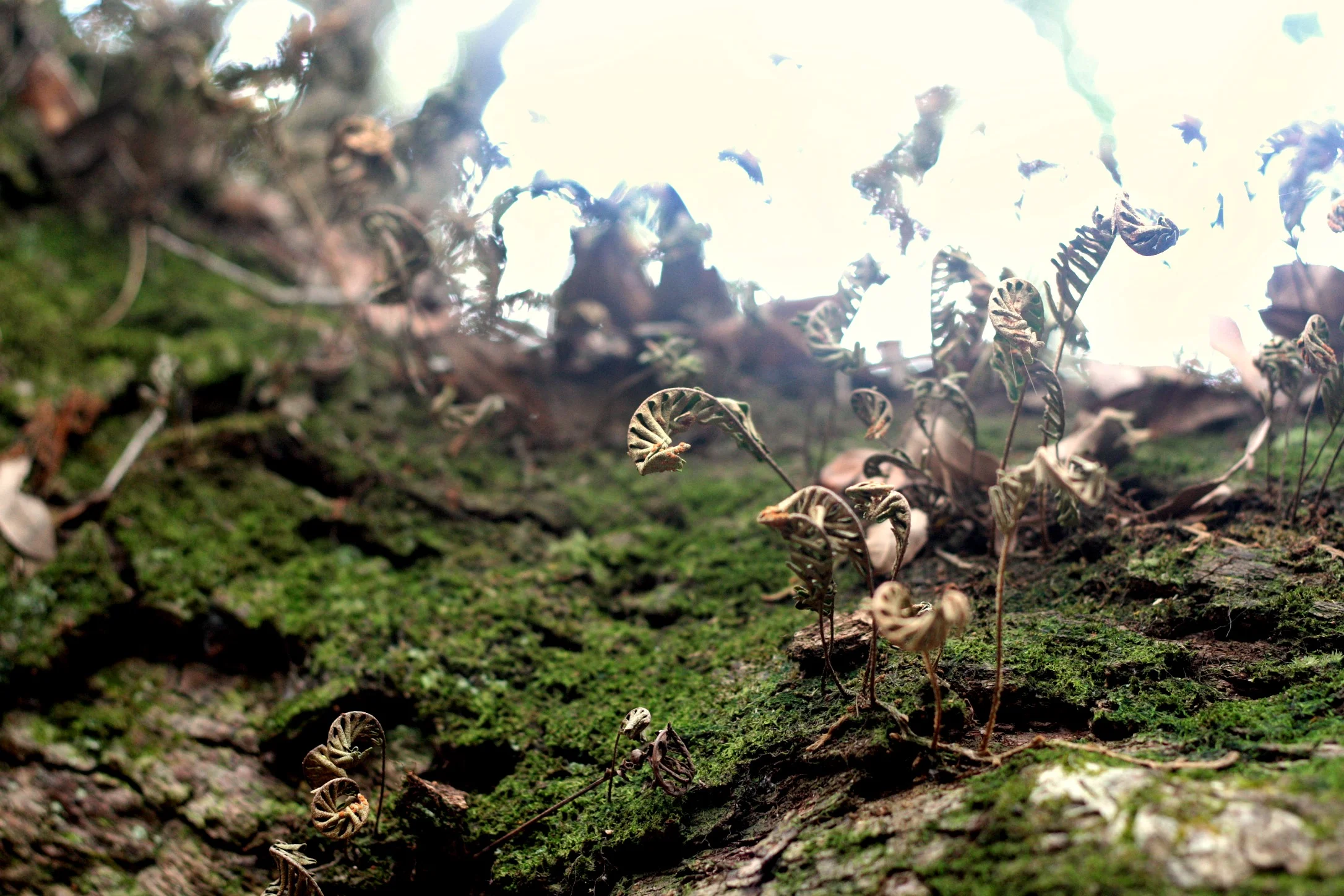 Detail of Angel Oak, Johns Island, SC