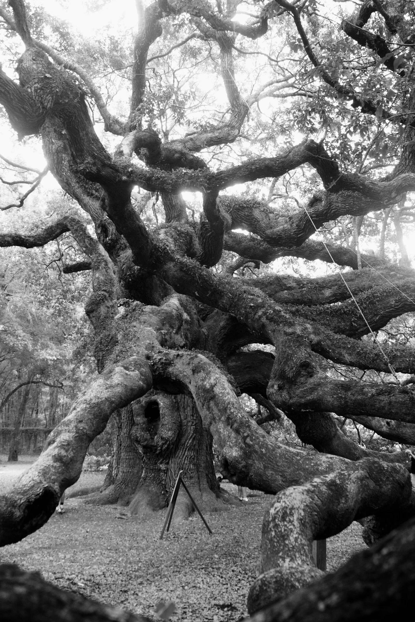 Angel Oak, Johns Island, SC