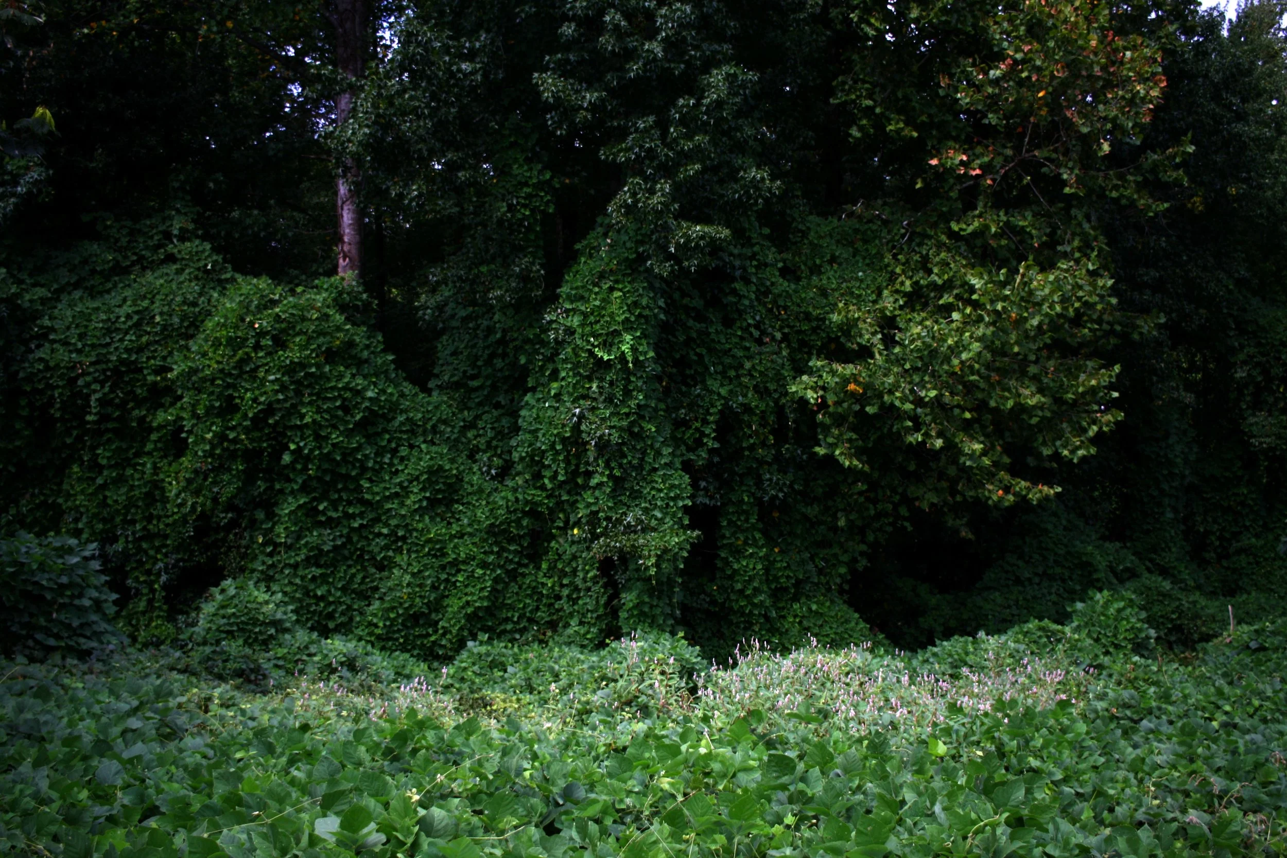 kudzu.jpg