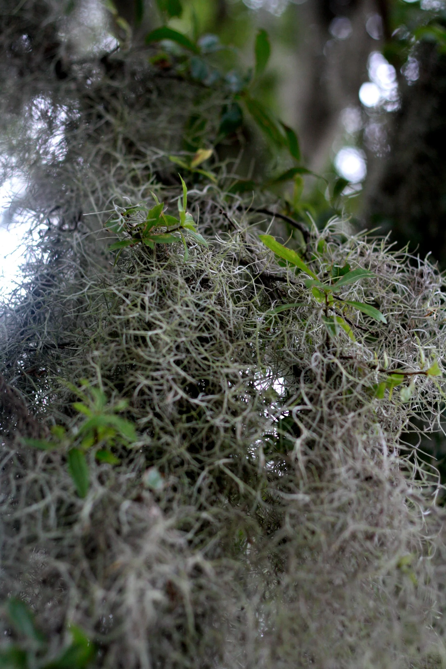 Spanish Moss1.jpg