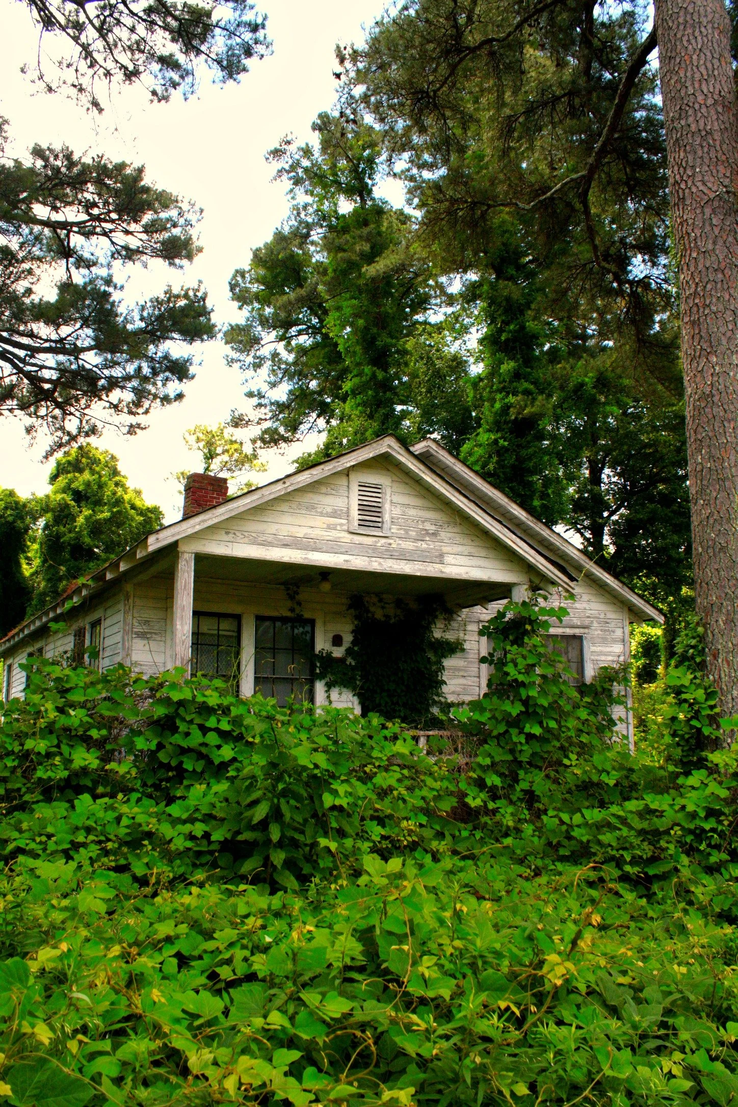 great falls kudzu house 6.jpg