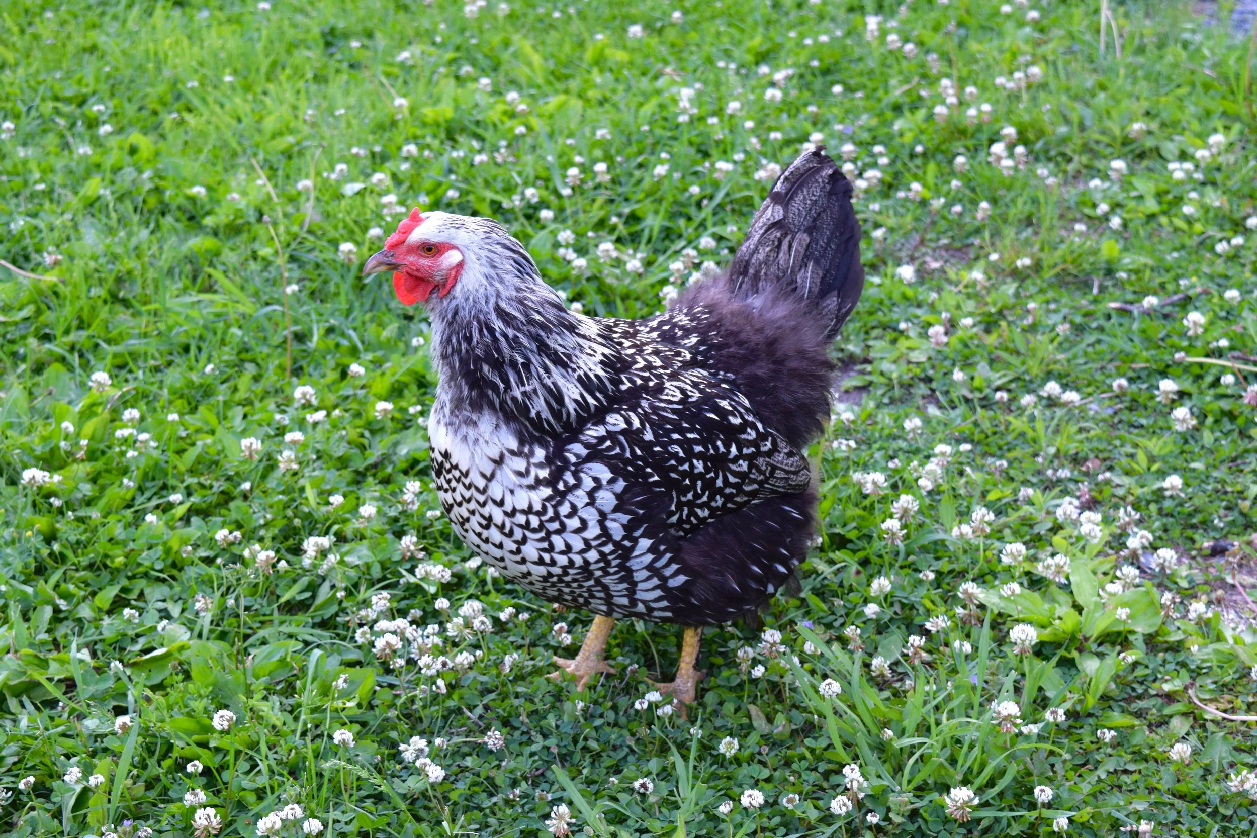 Chickens were often found hanging out around the farm. They were a nice addition to the already beautiful scenery. 