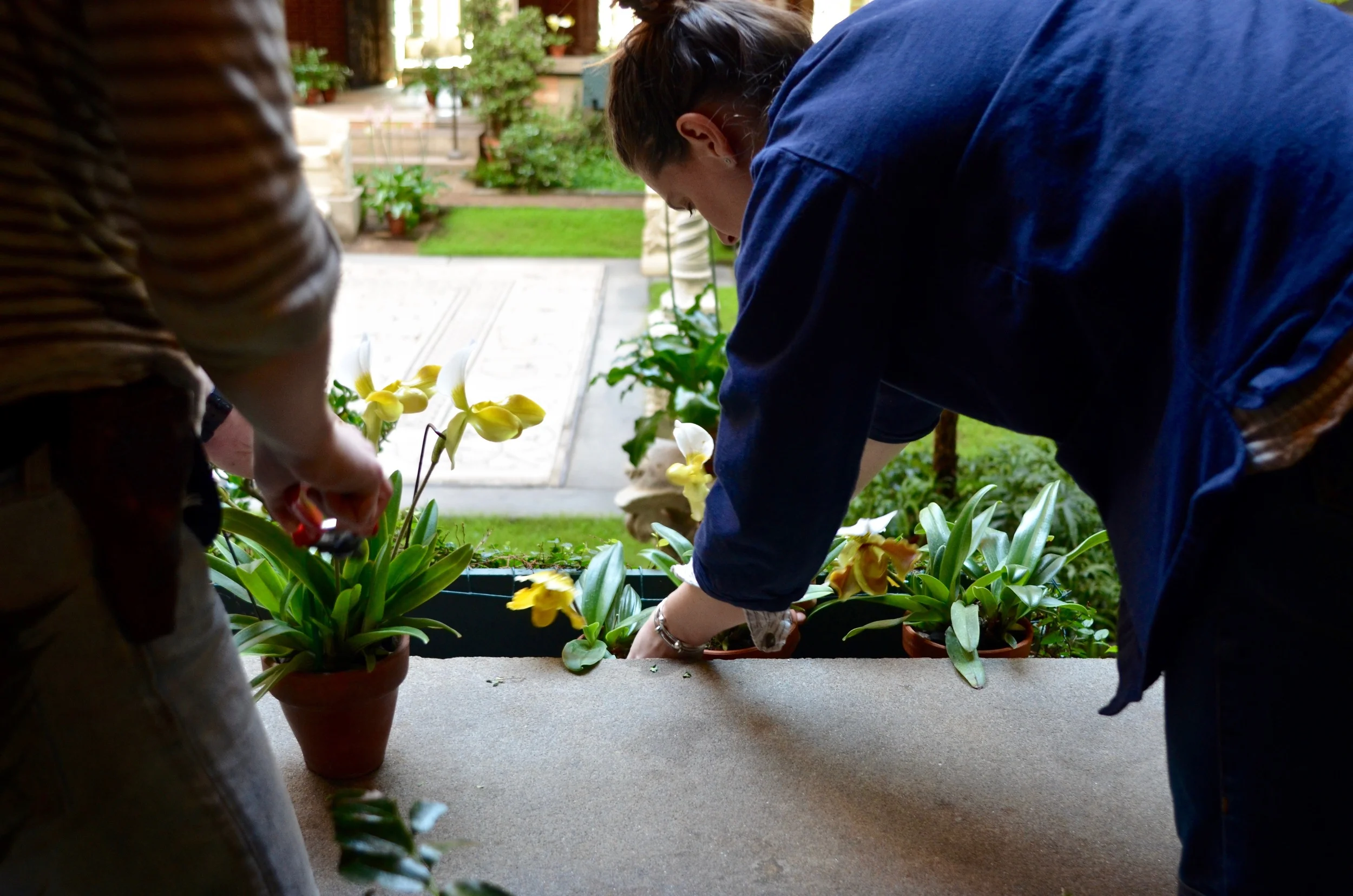 Coburn (L) and Johnston (R) change out some of the plants in the boxes lining the walls of the garden for some bright yellow orchids.