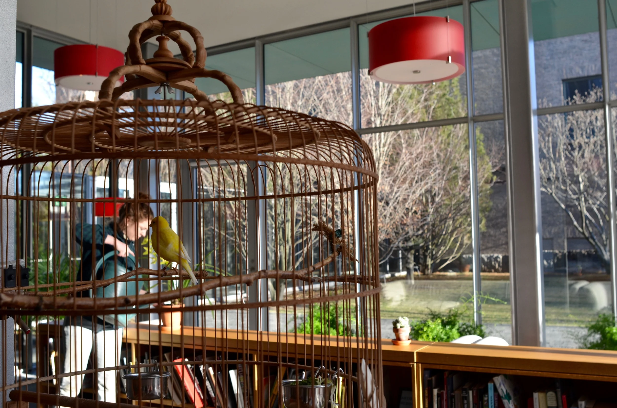 Coburn tends to some of the potted plants, kept company by the museum’s new canary, Whistler.