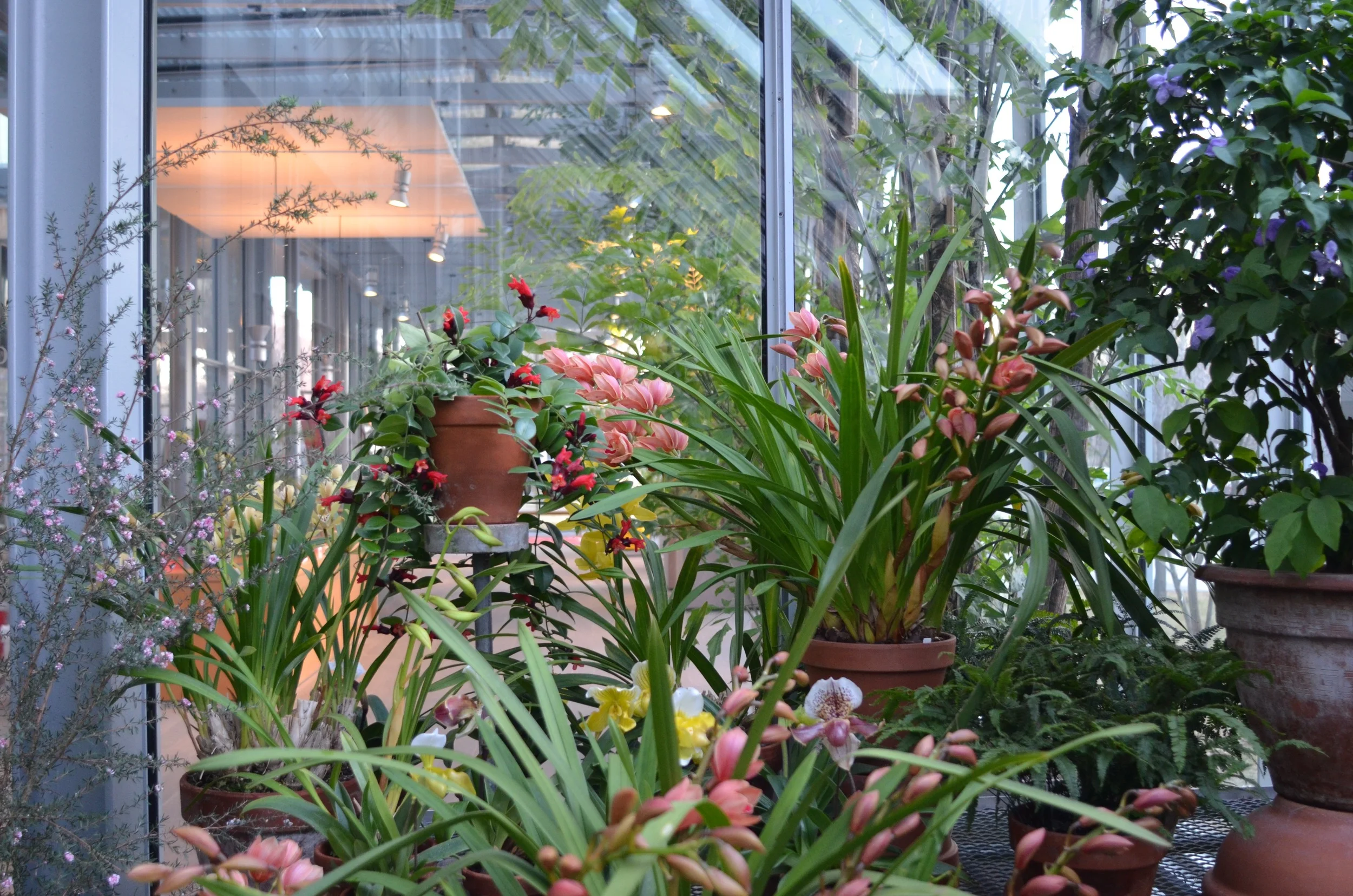 Most plants last just seven days in the courtyard before they need to go back into the greenhouse to recover.
