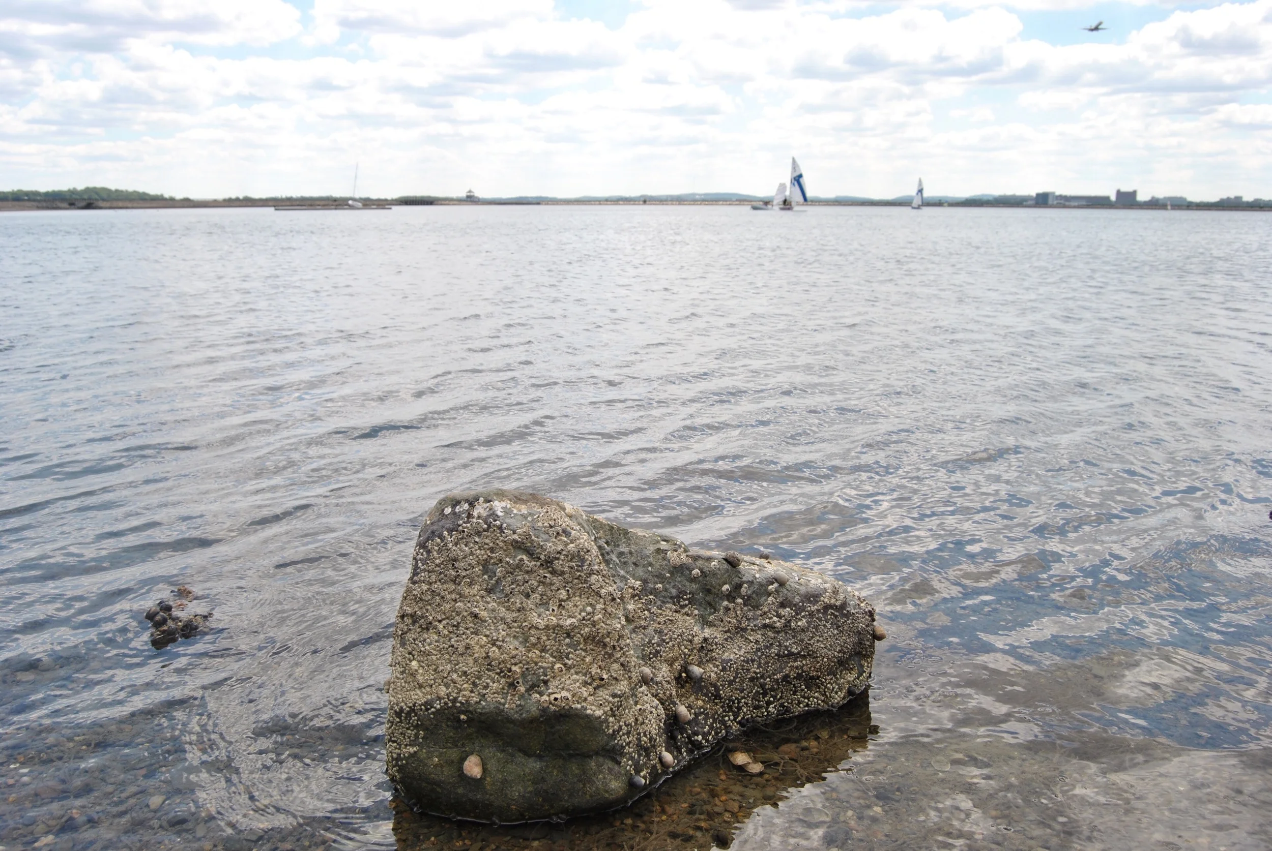 This is a barnacle-crusted rock that I thought was pretty. 