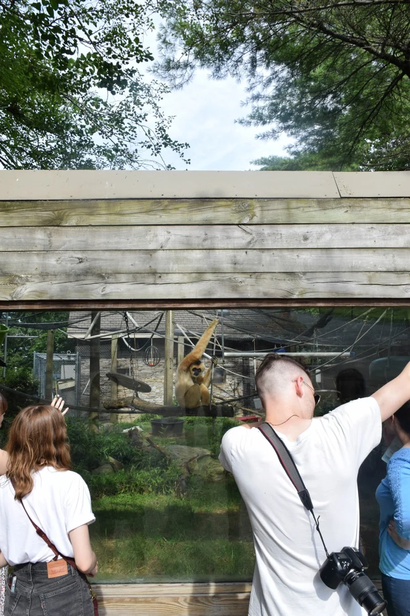 Jake dabbed in front of a gibbon, making the poor ape question why it was the one in the cage.