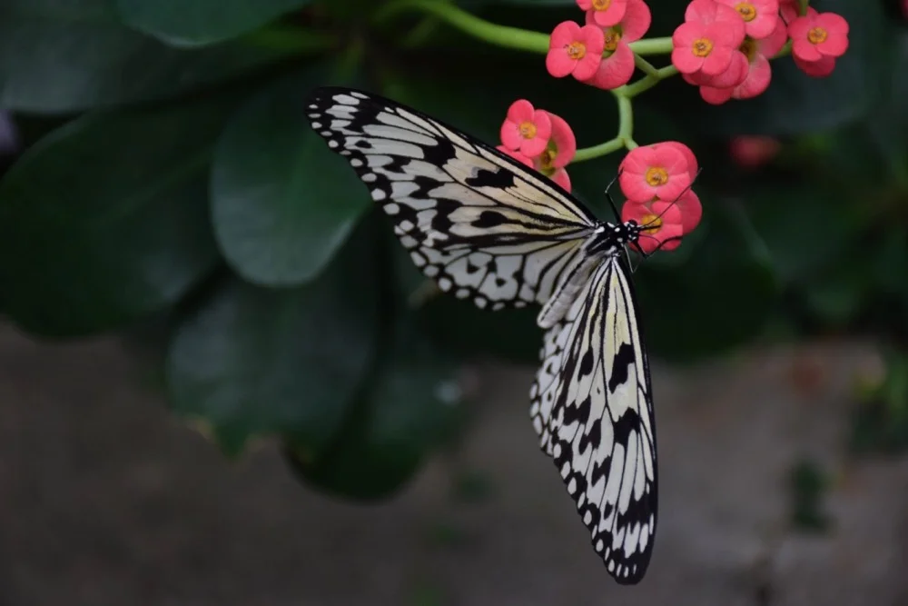 DSC_0241.jpg