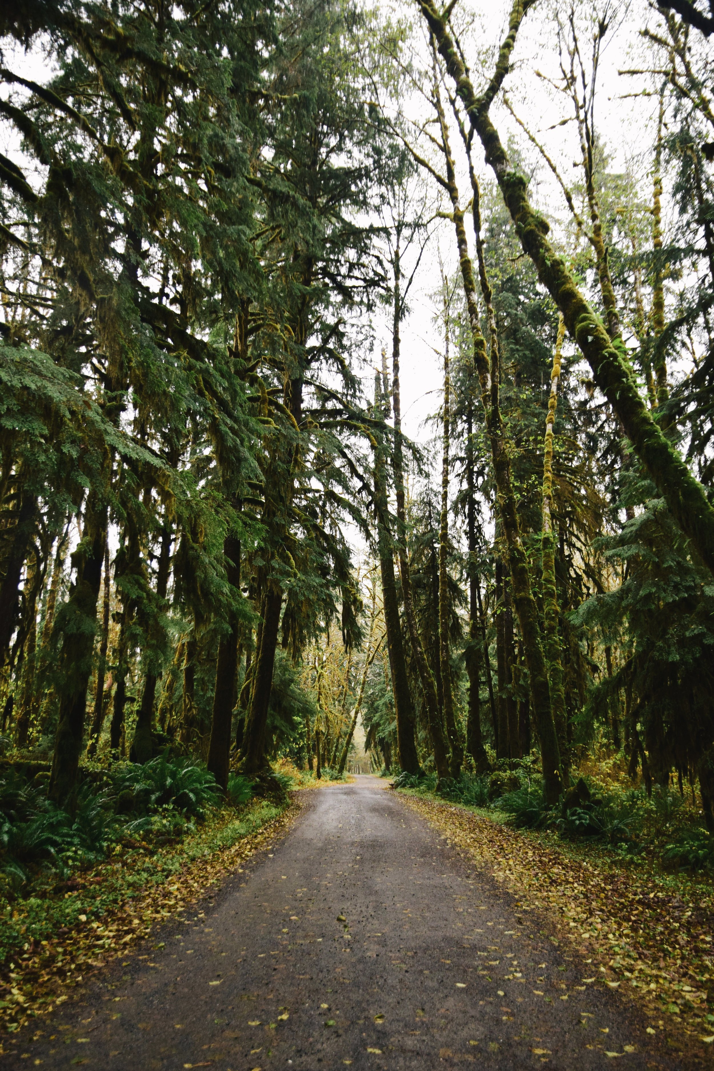 I liked the rainforest. My camera, not so much.