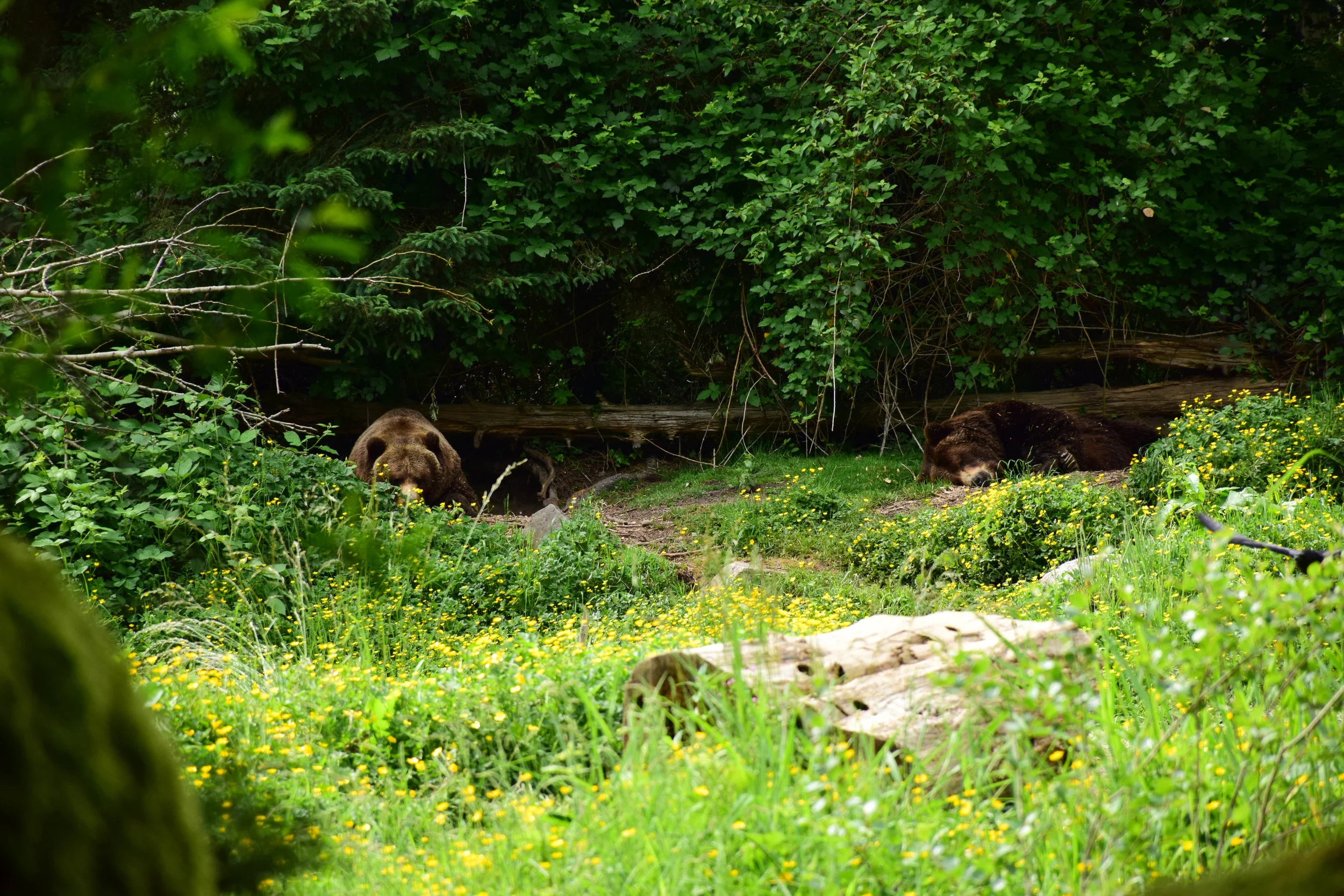 DSC_0161.jpg