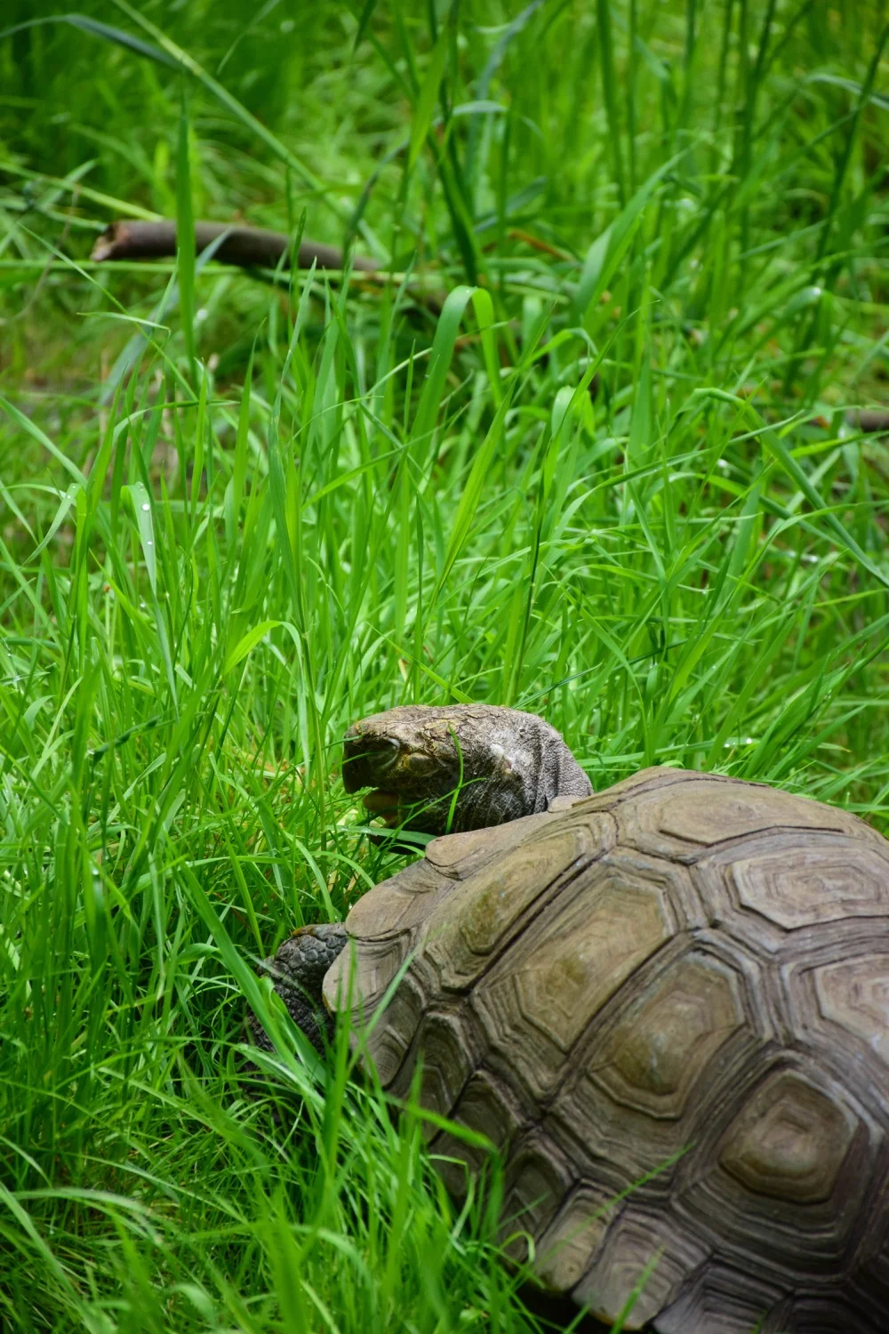 DSC_0106.jpg